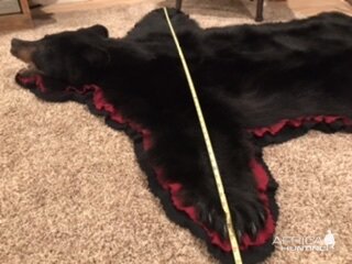 Black Bear Head & Skin Rug