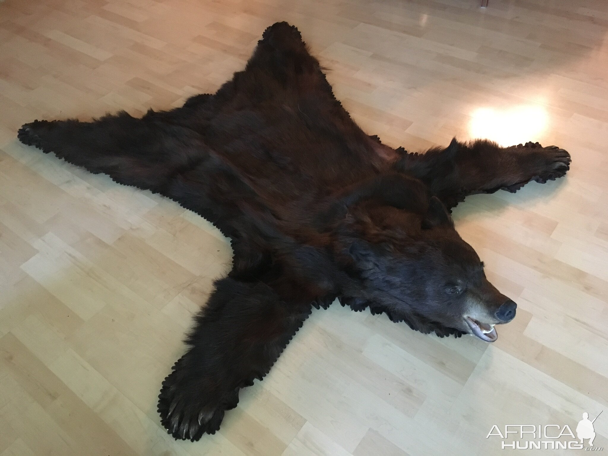 Black Bear Head & Skin Rug