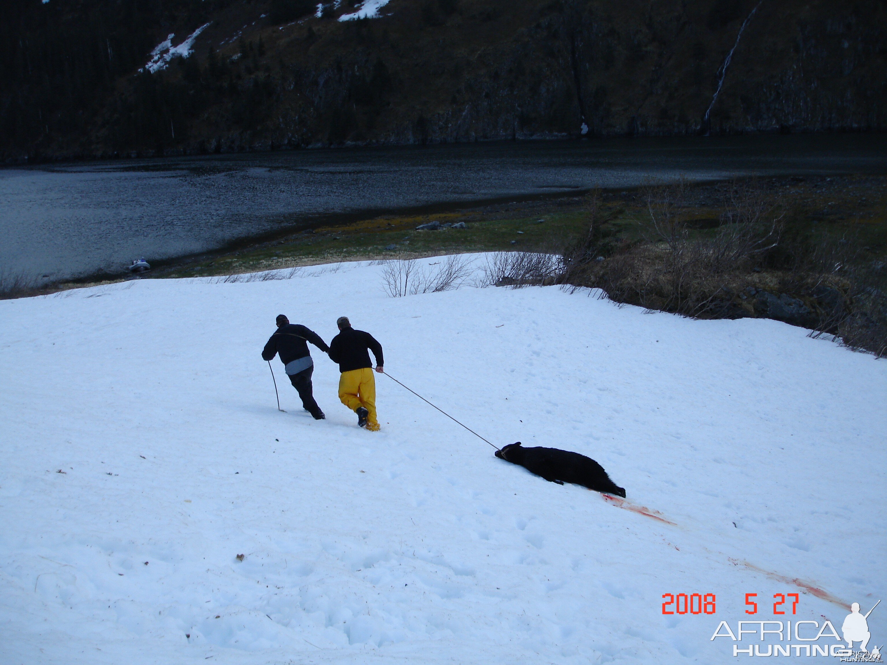 Black Bear Homer Ak