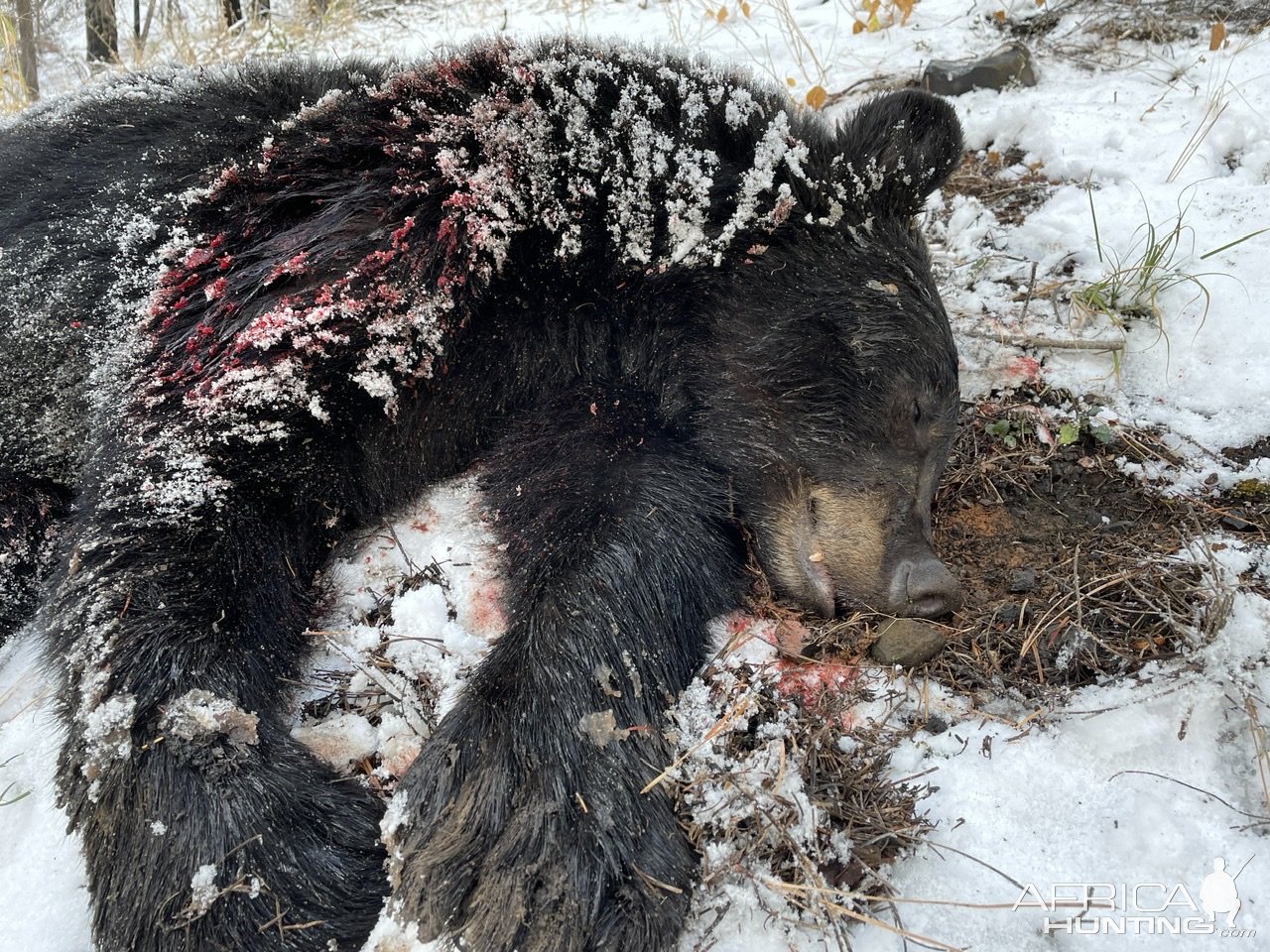 Black Bear Hunt Oregon