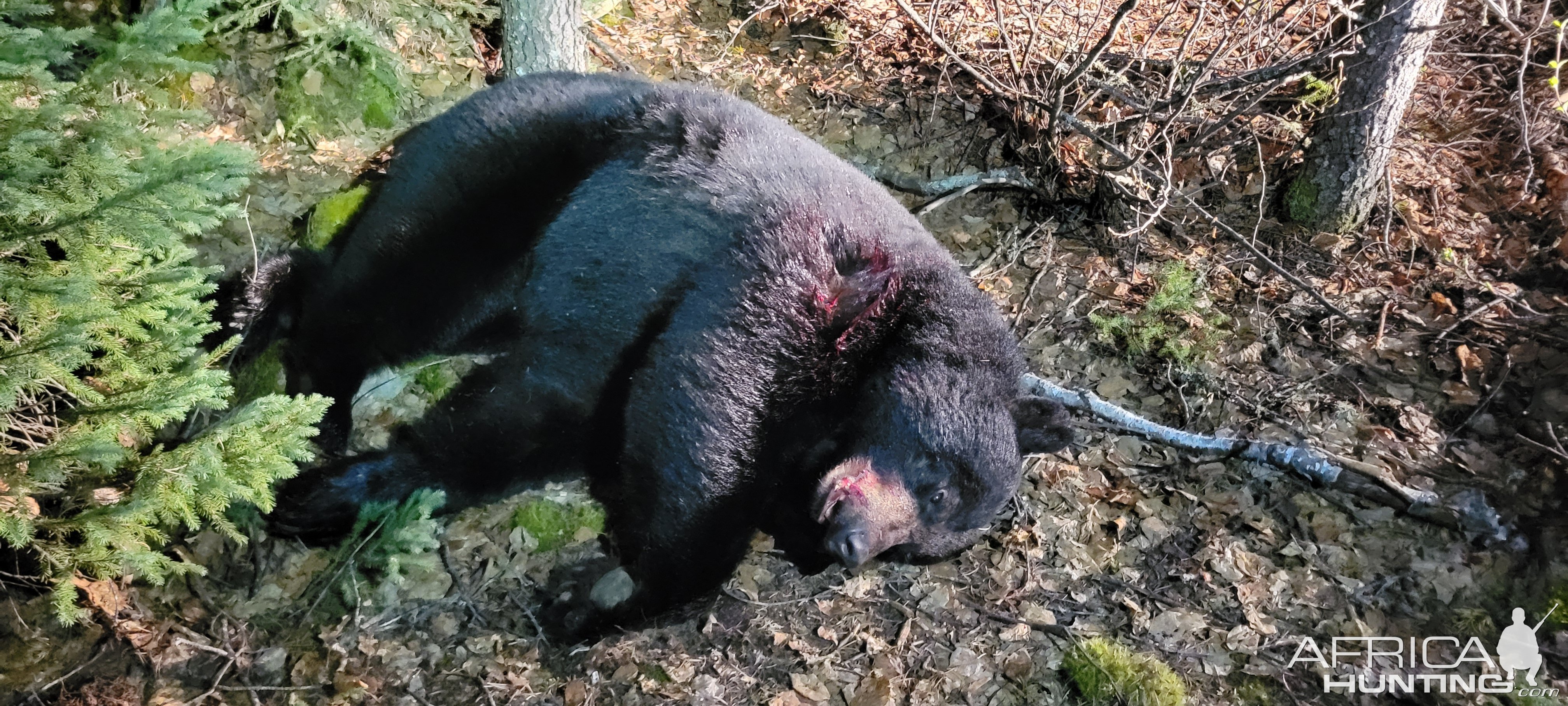 Black Bear Hunt