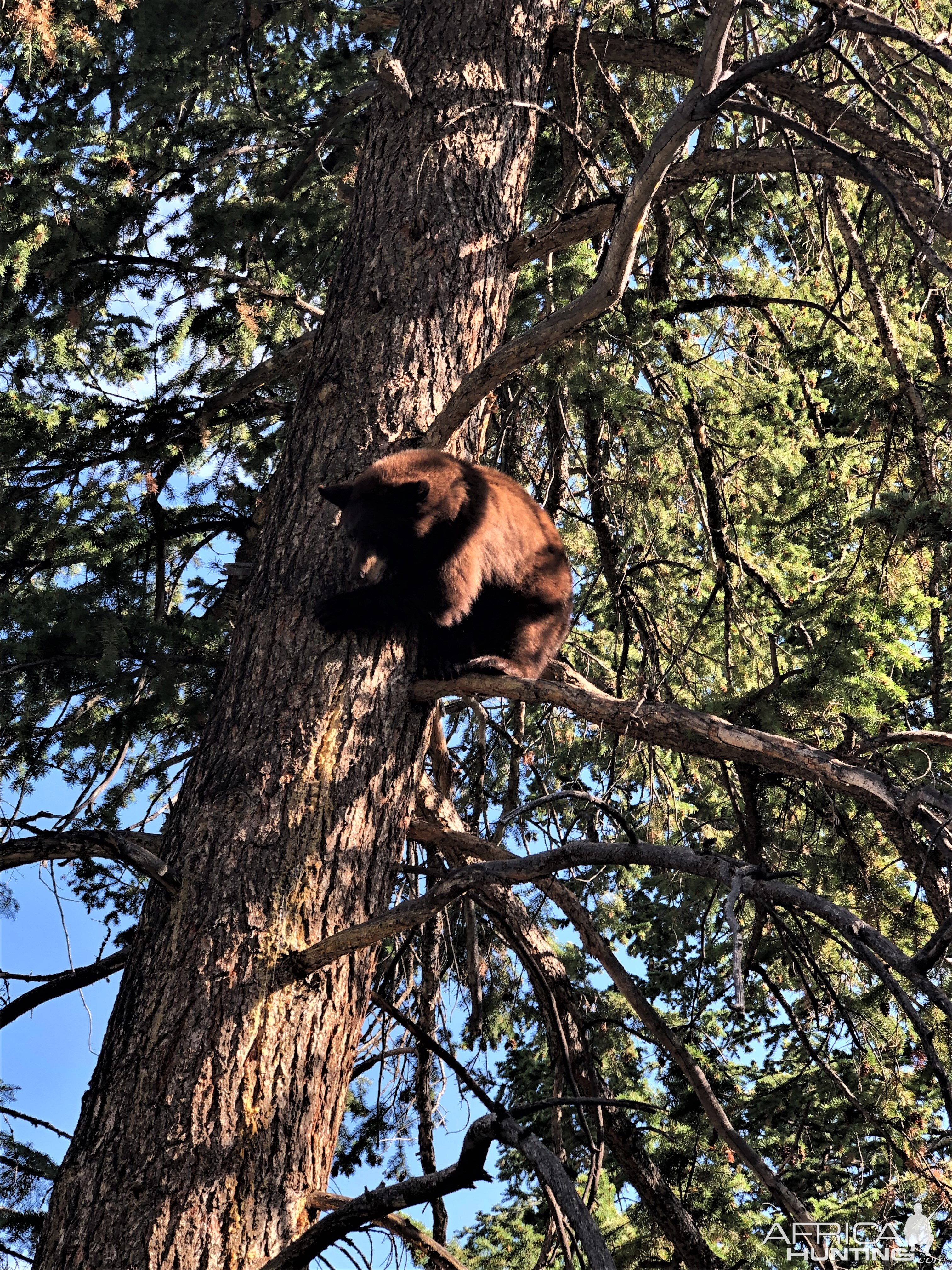 Black Bear In Tree