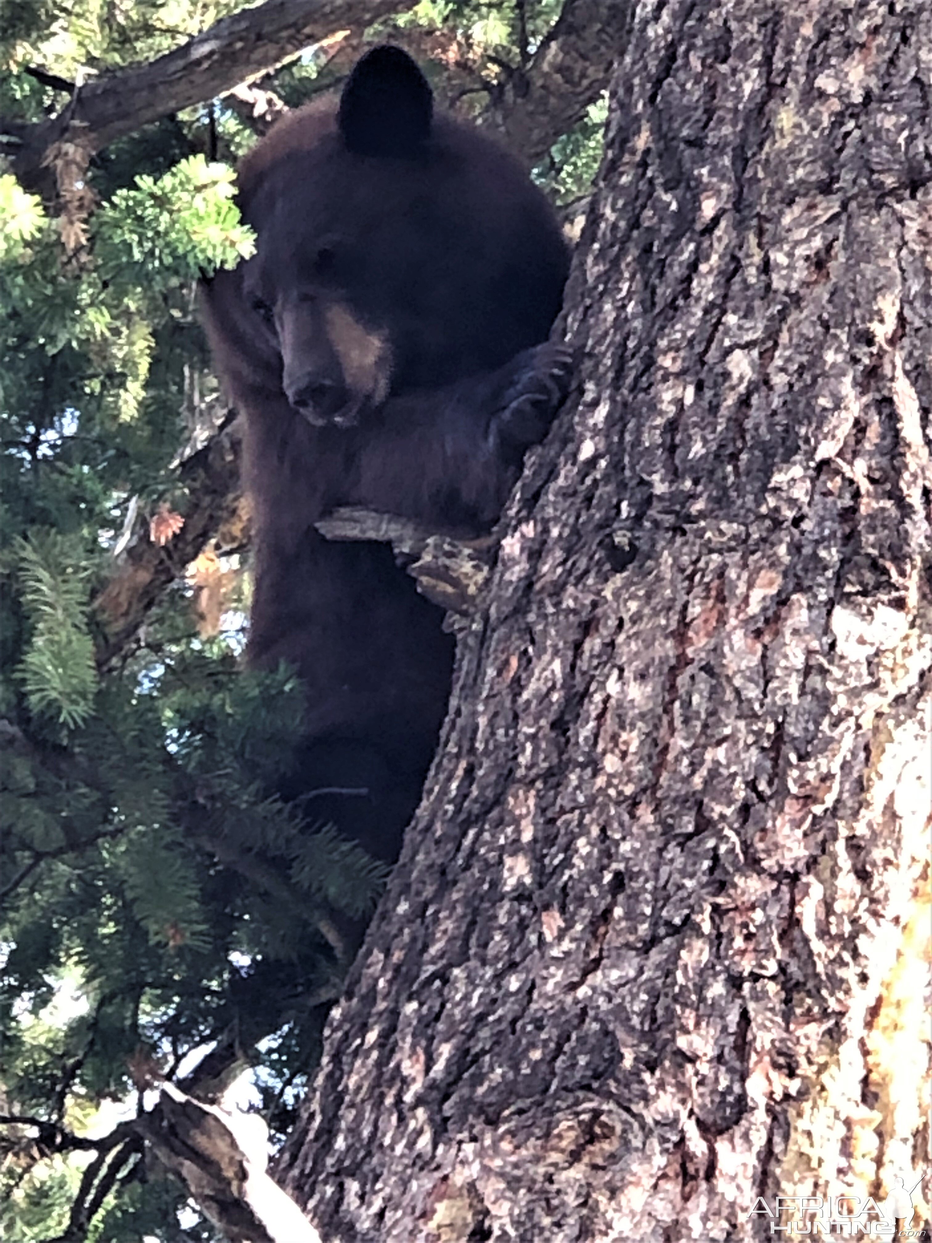 Black Bear In Tree