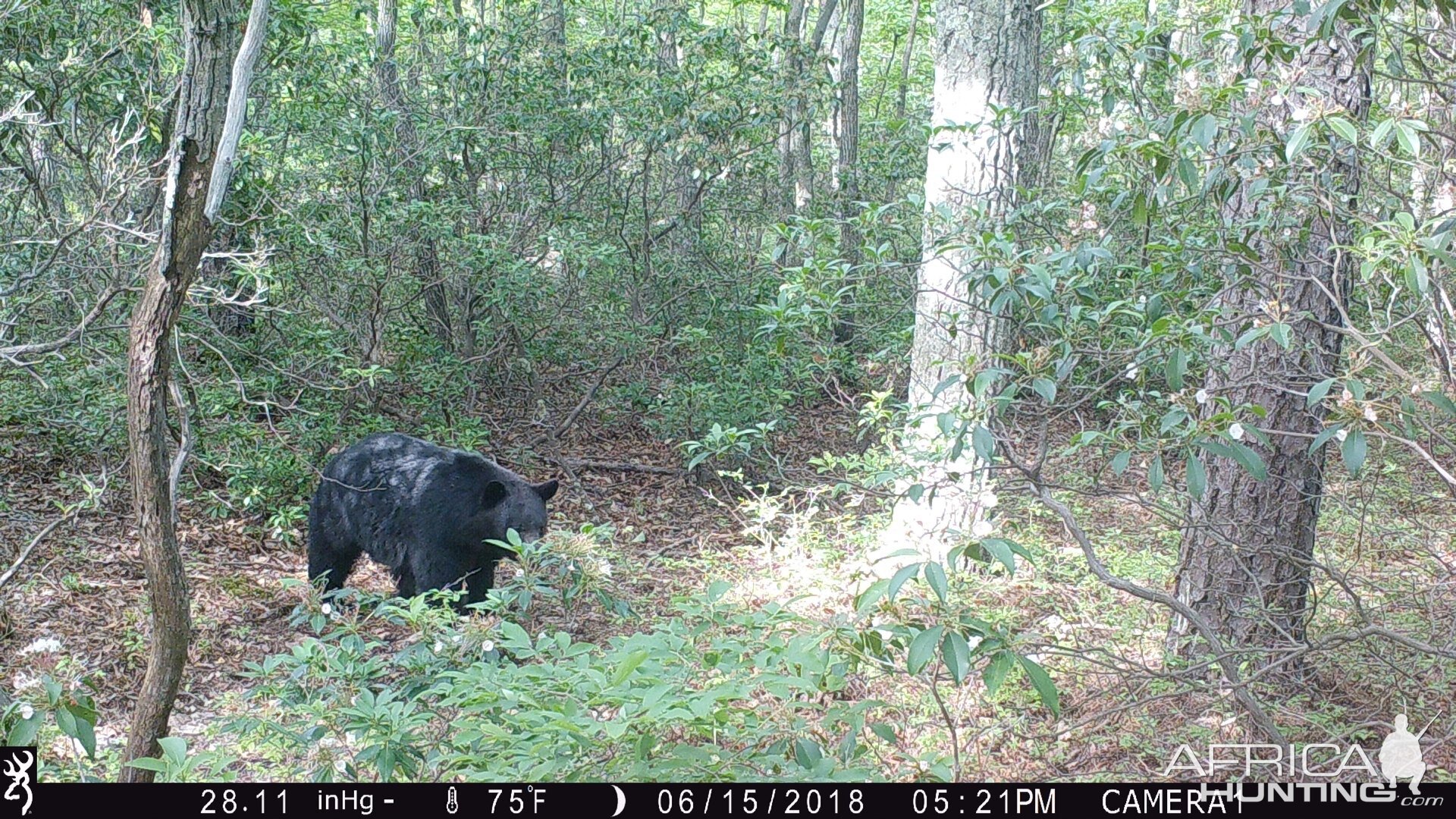 Black bear northern VA