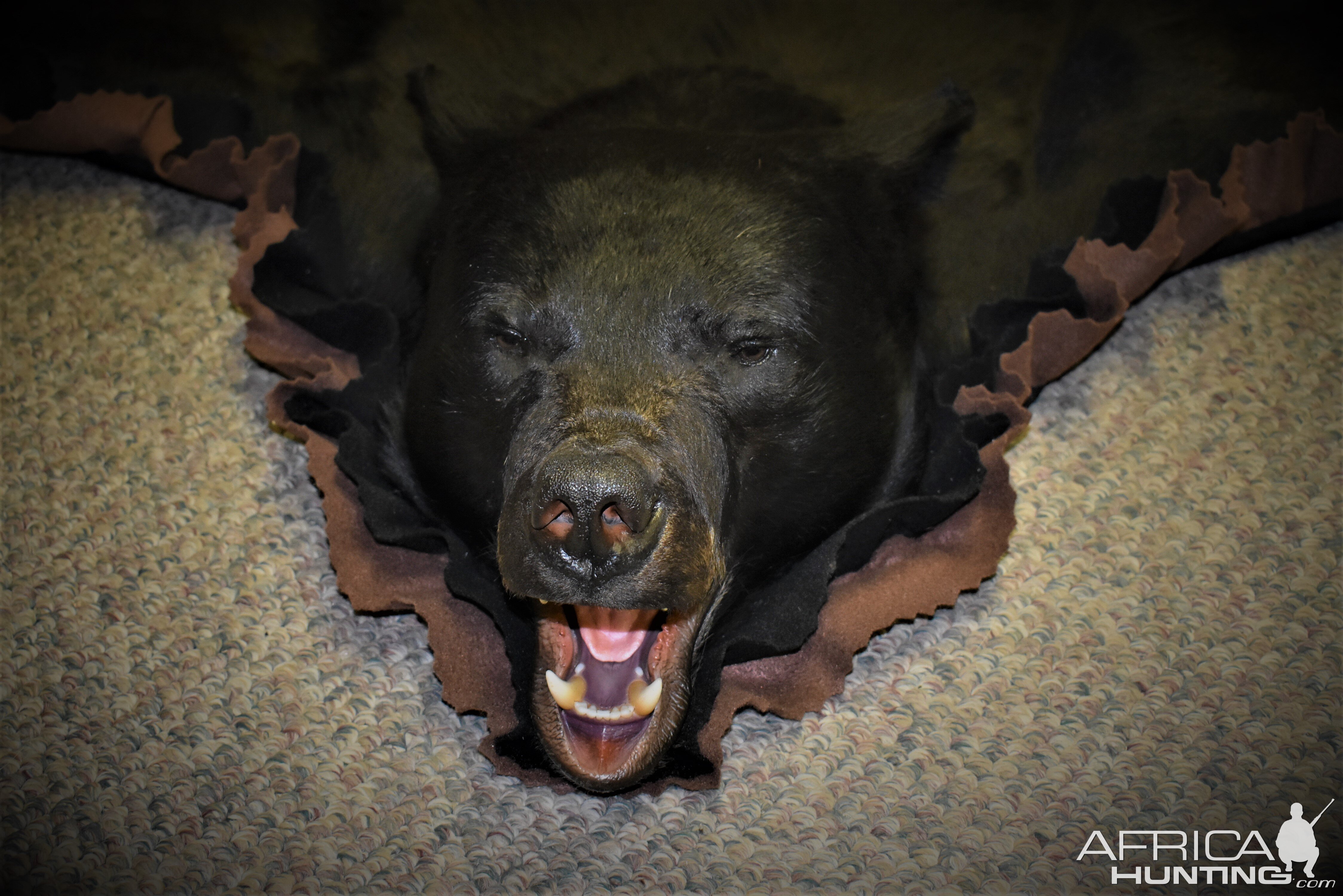 Black Bear Rug Taxidermy