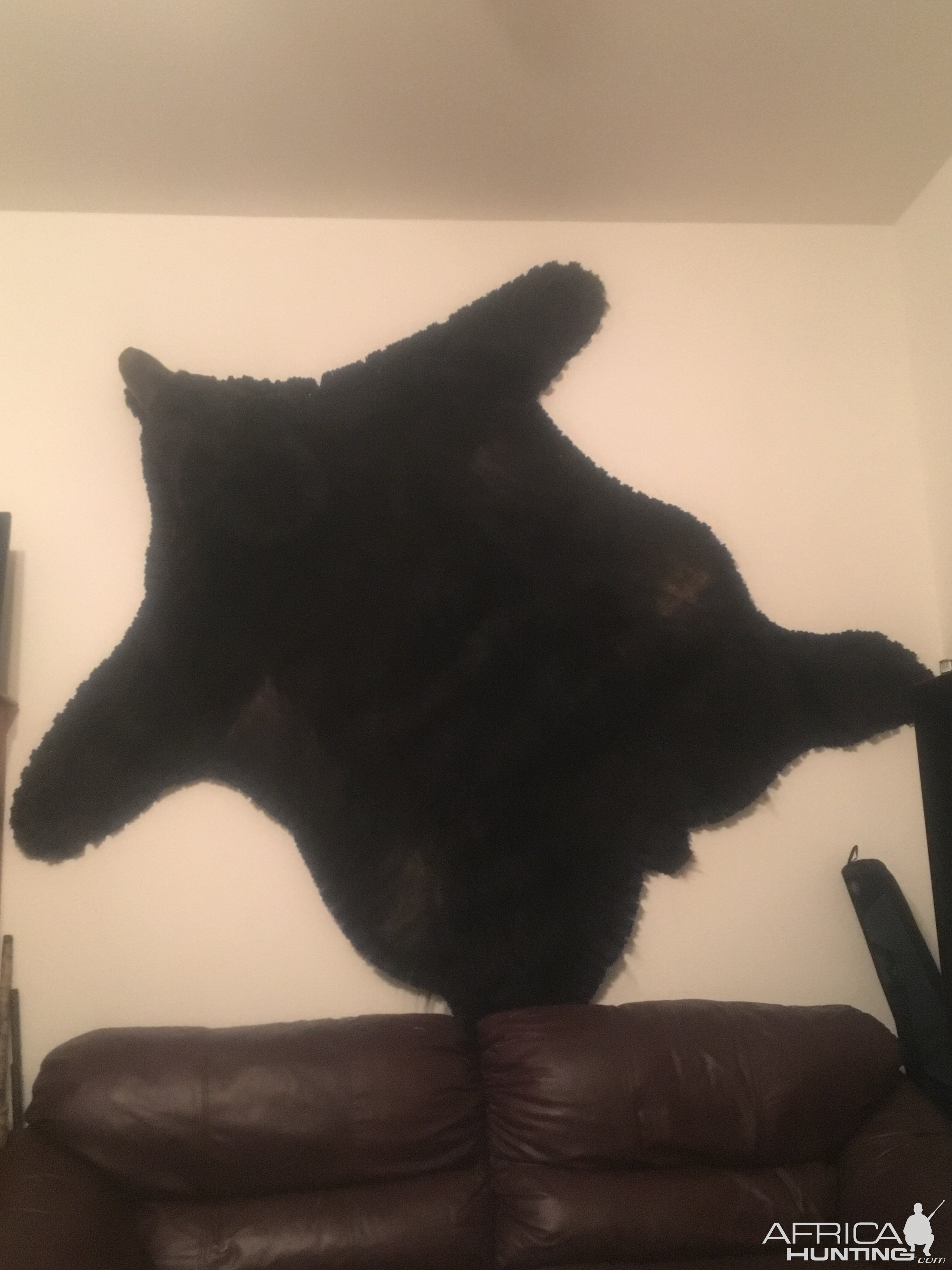 Black Bear Skin Taxidermy