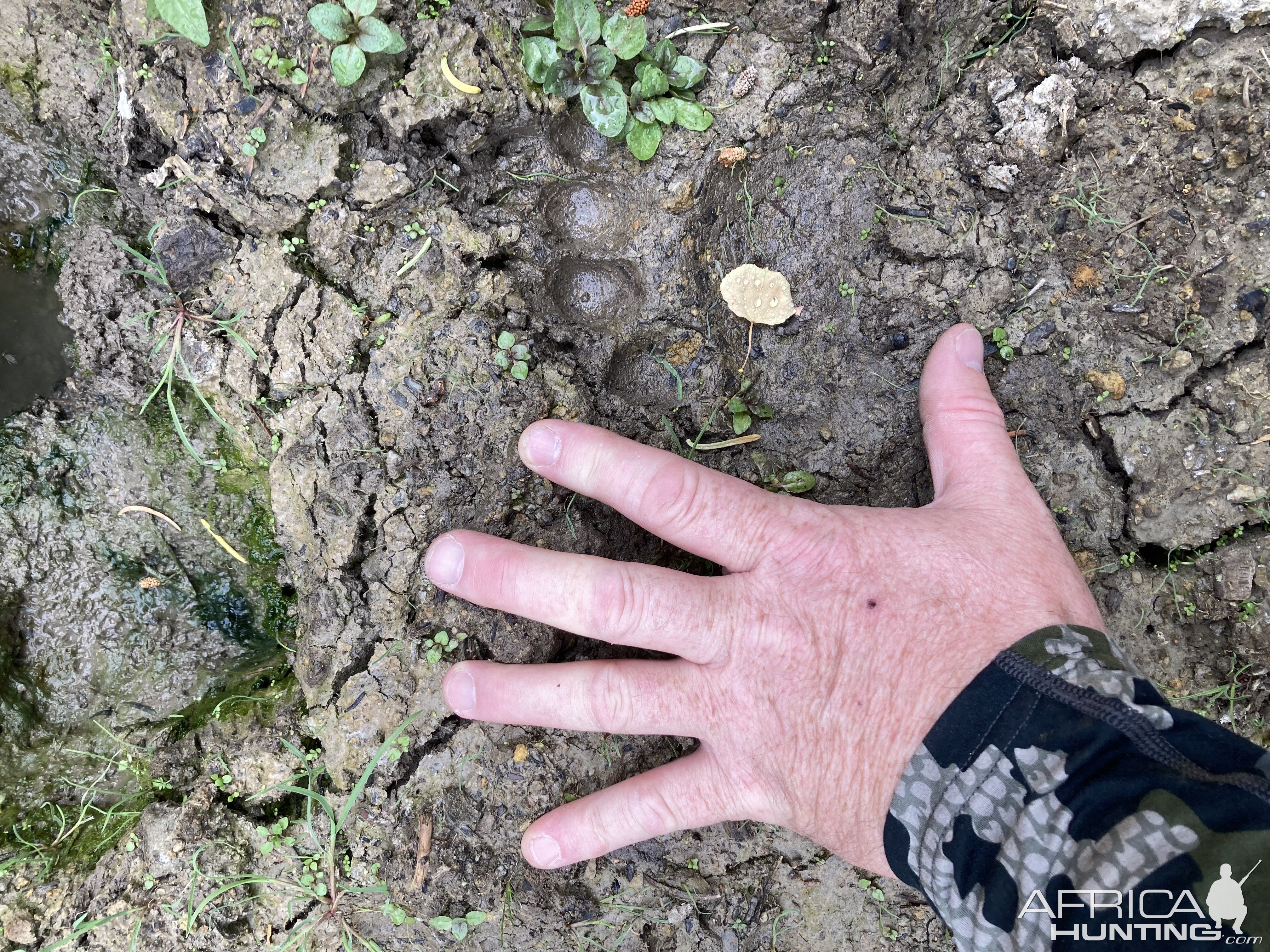 Black Bear Track