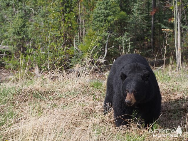 Black Bear