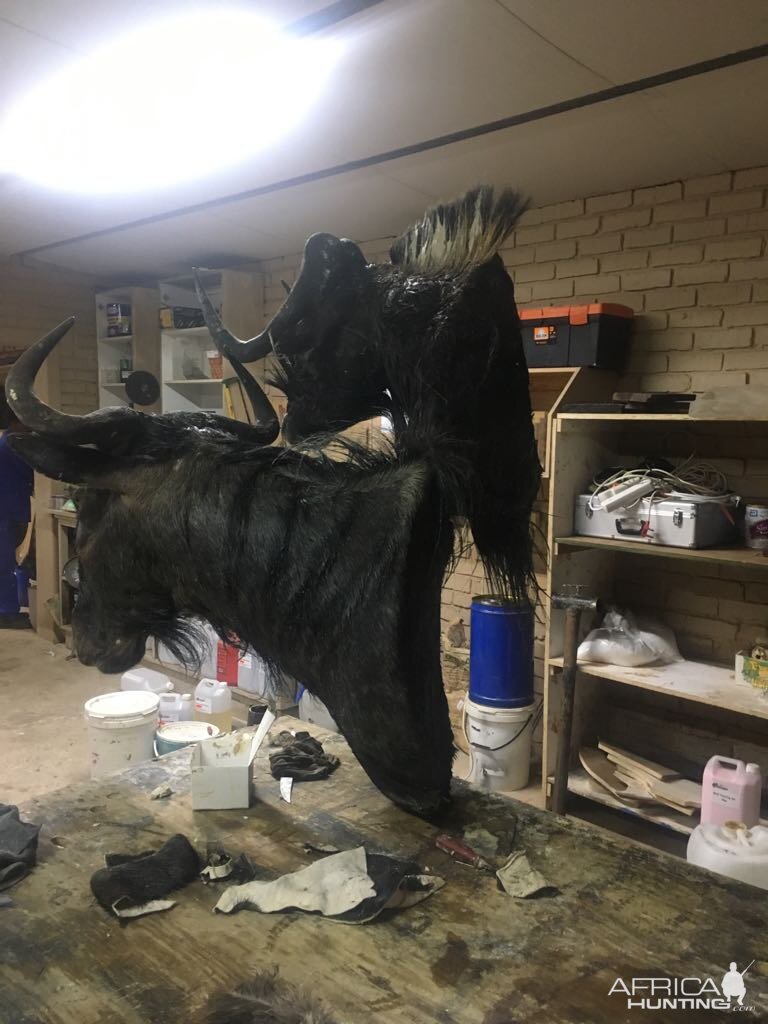 Black & Blue Wildebeest Shoulder Mount Taxidermy