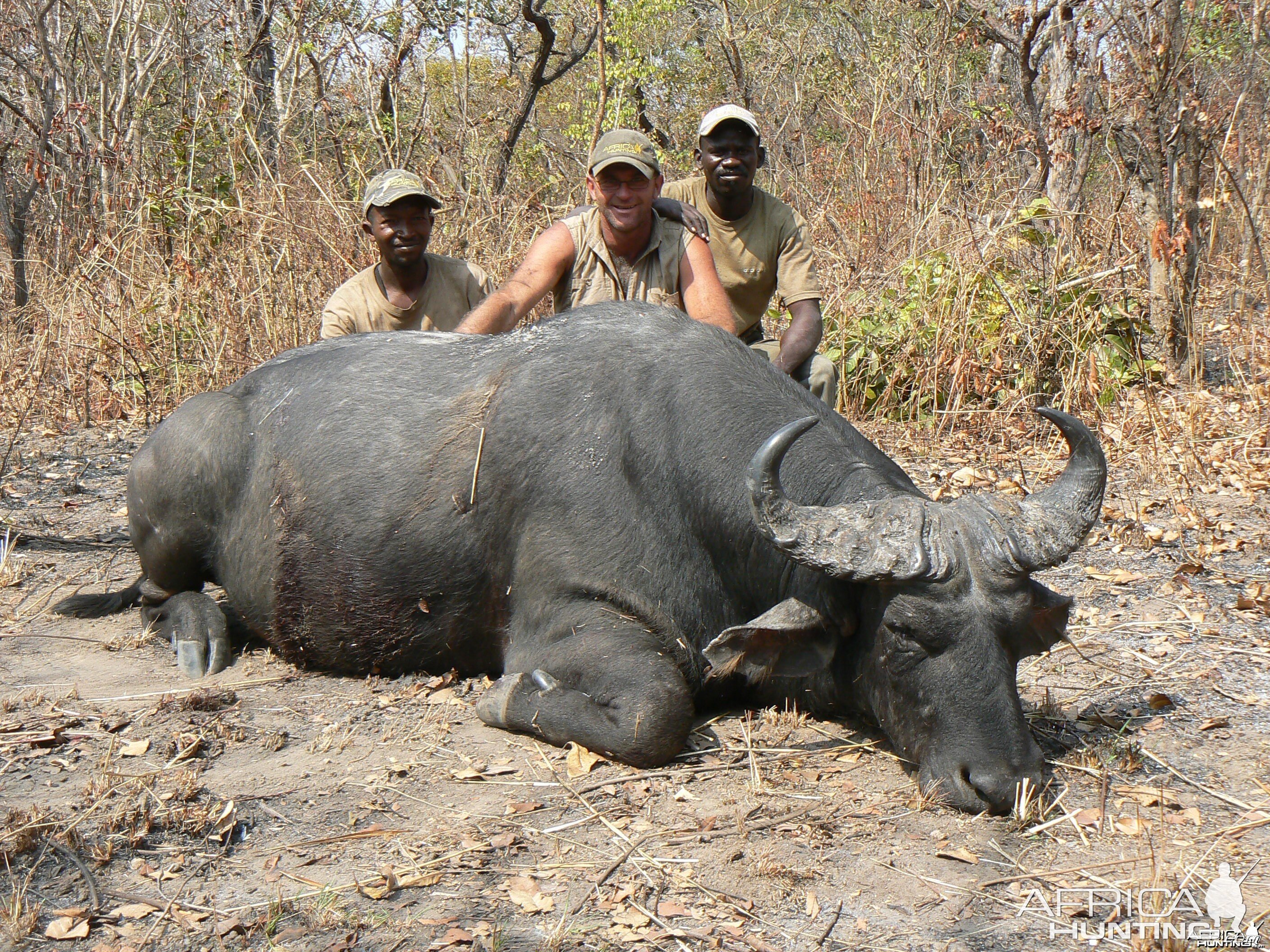 Black buffalo bull from CAR