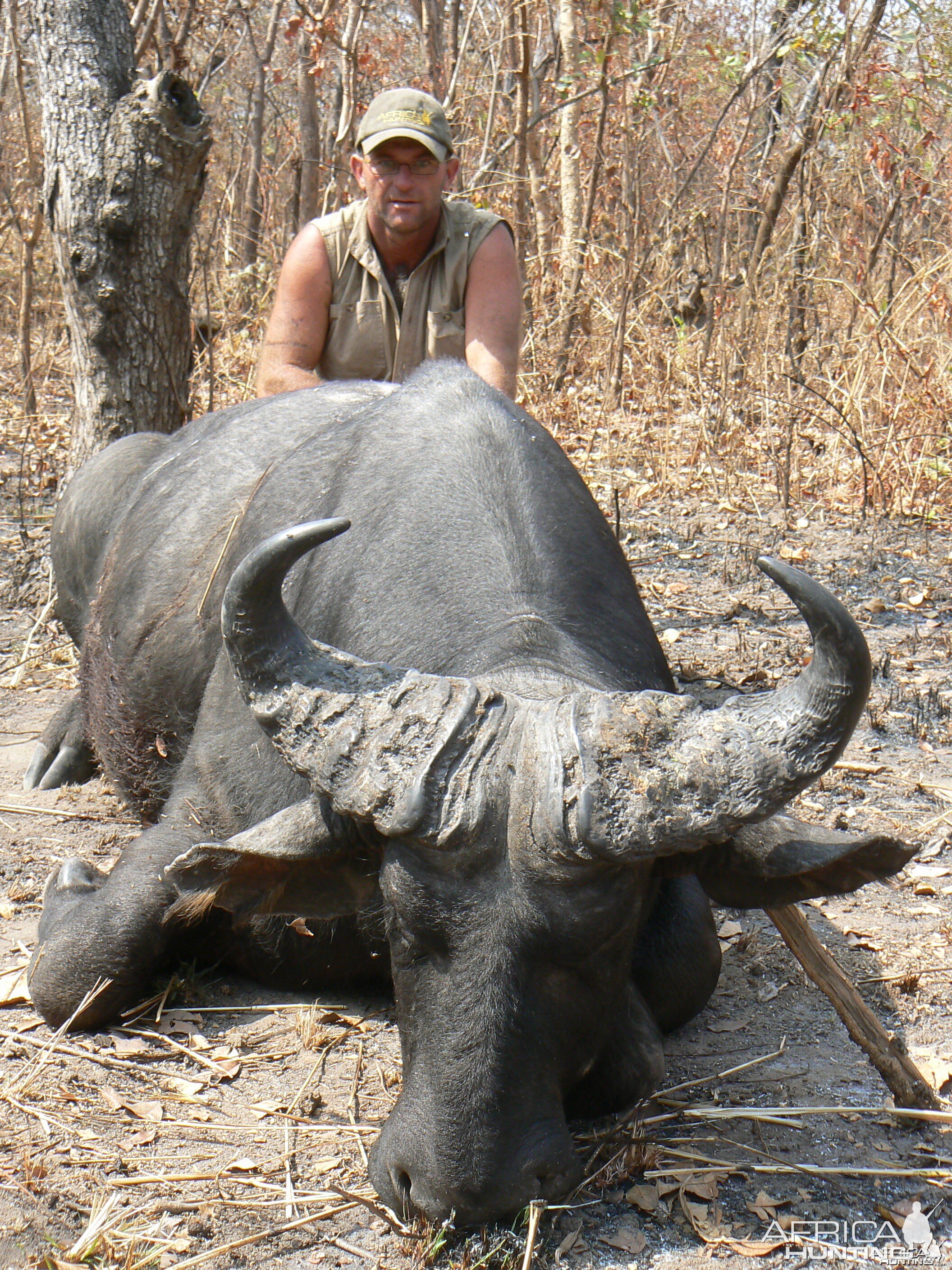 Black buffalo bull from CAR