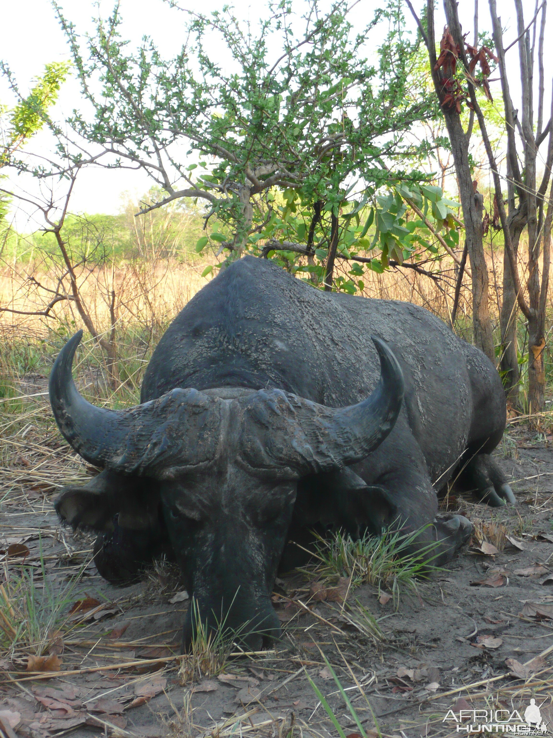 Black Buffalo bull hunted in CAR