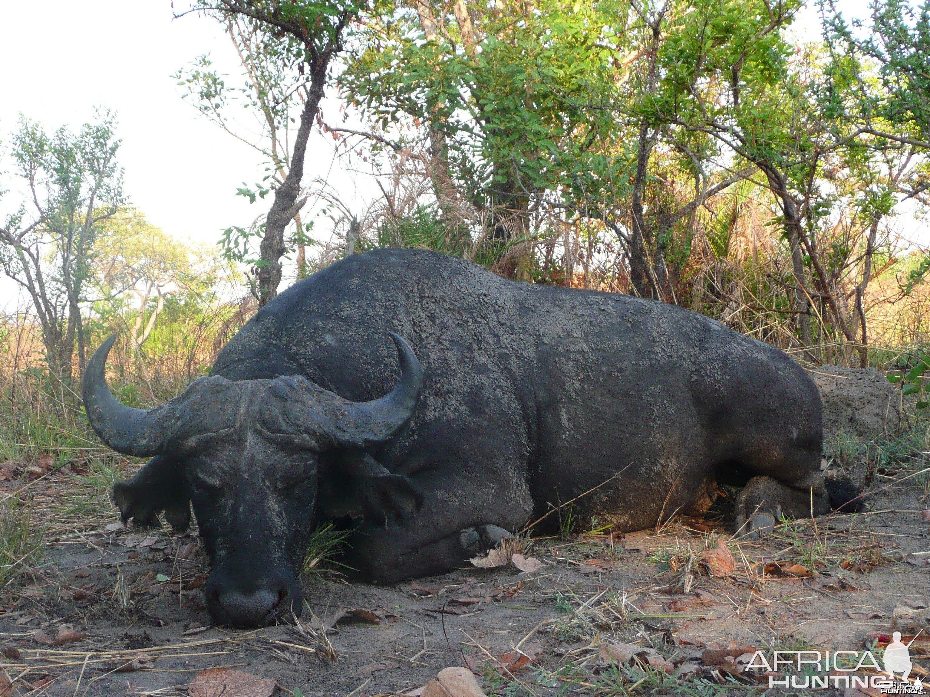 Black Buffalo bull hunted in CAR