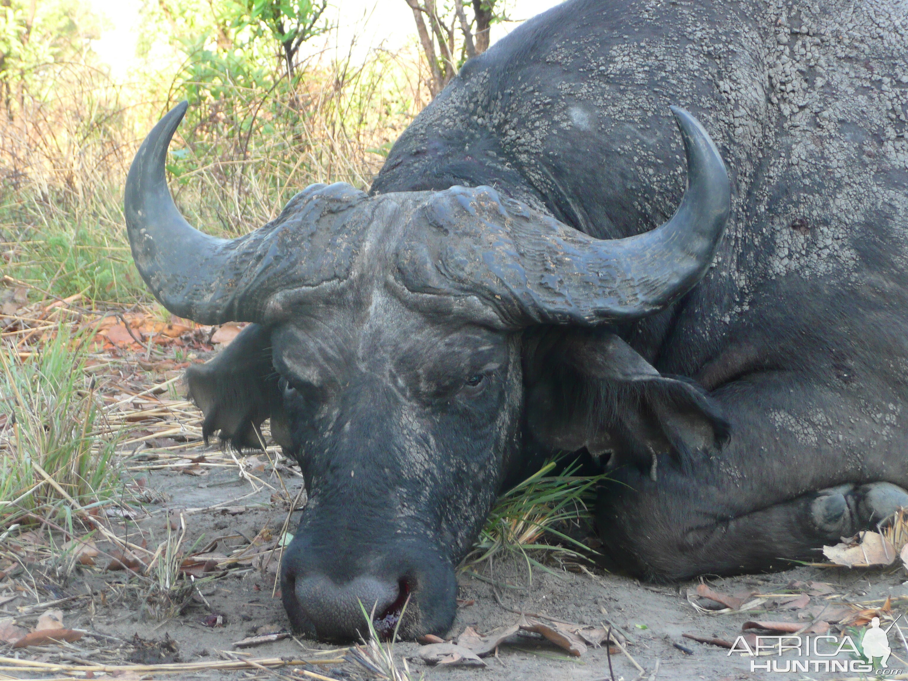 Black Buffalo bull hunted in CAR