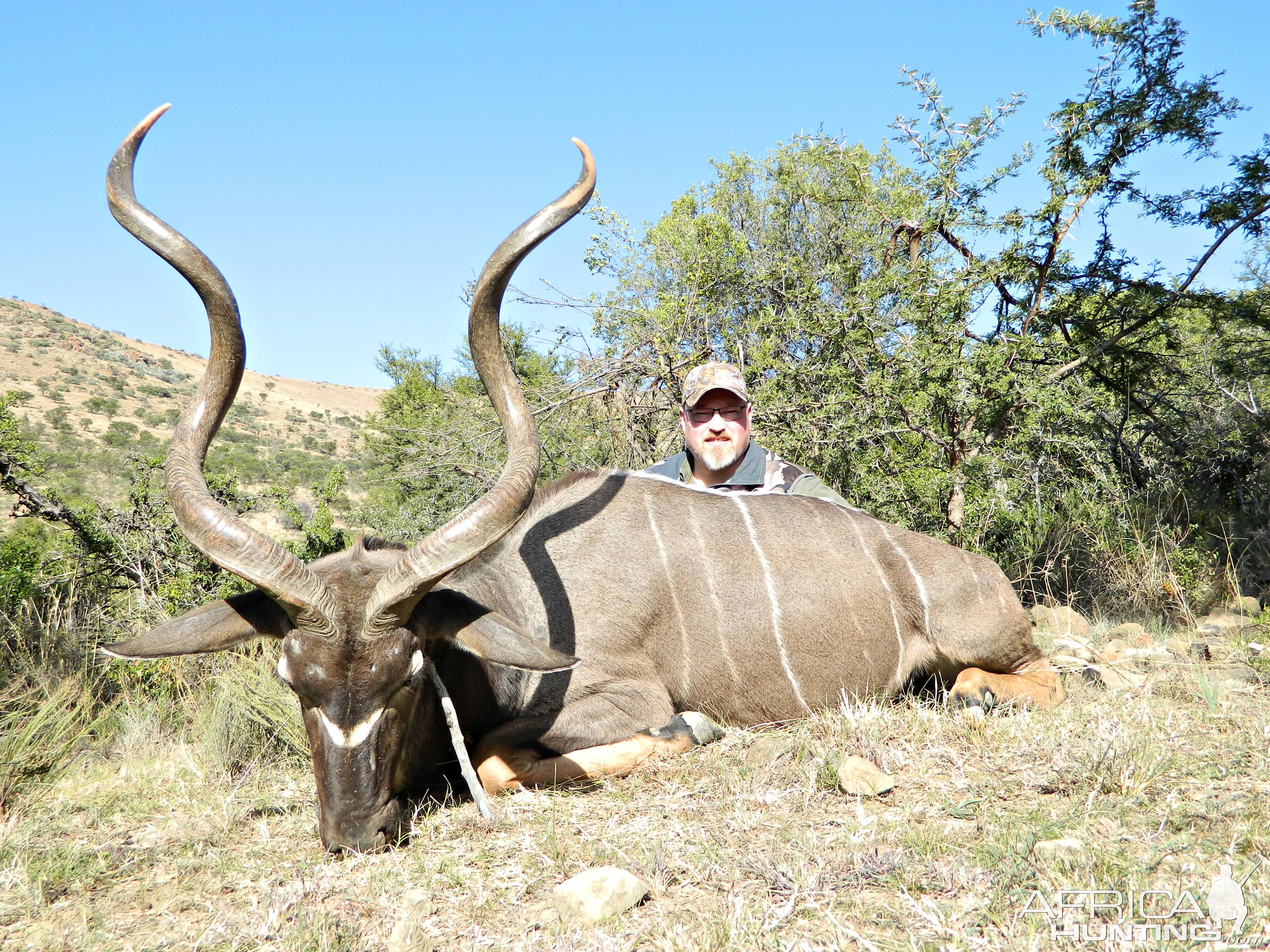 black cape kudu