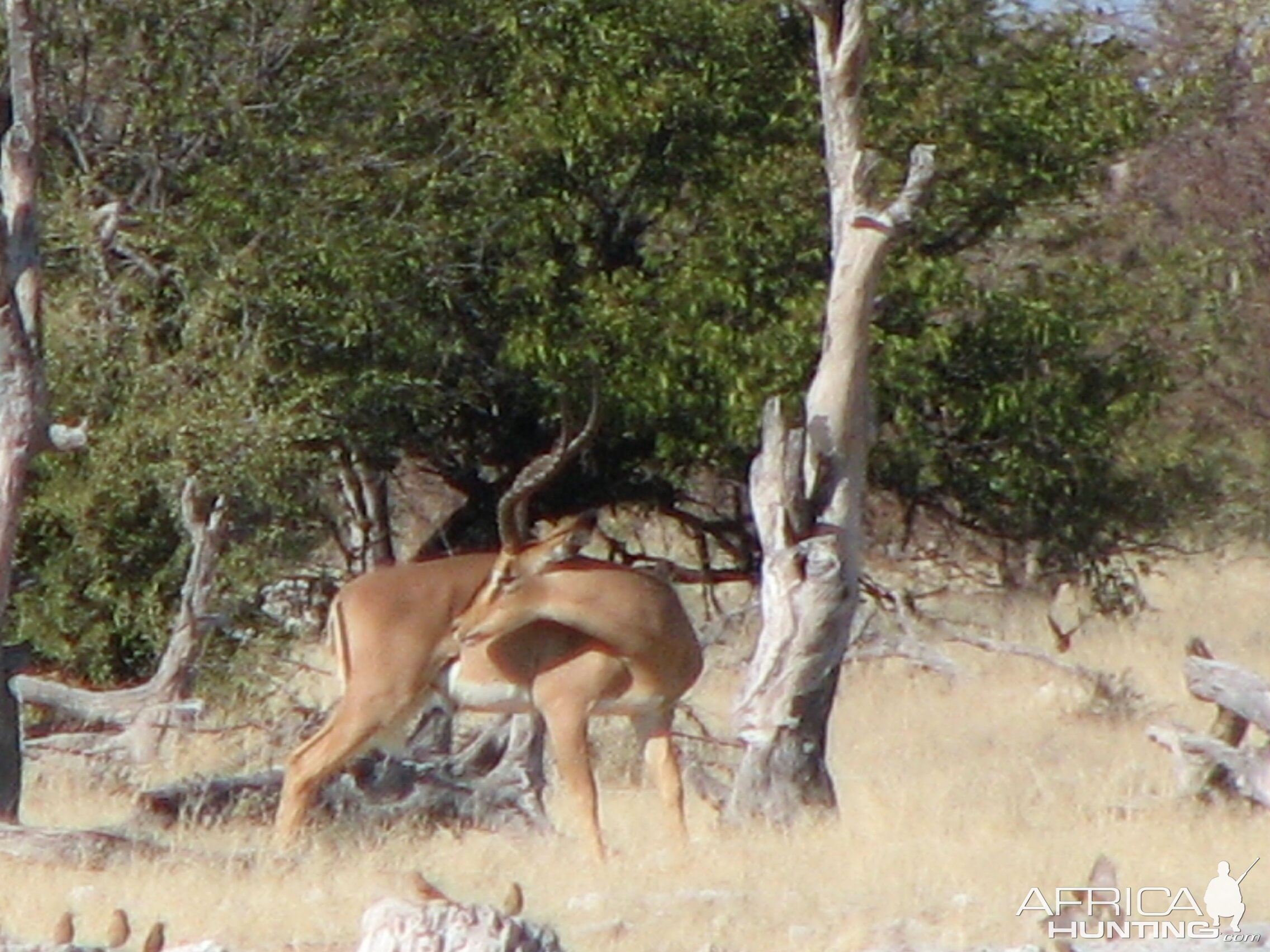 Black-Faced Impala at Etosha National Park, Namibia