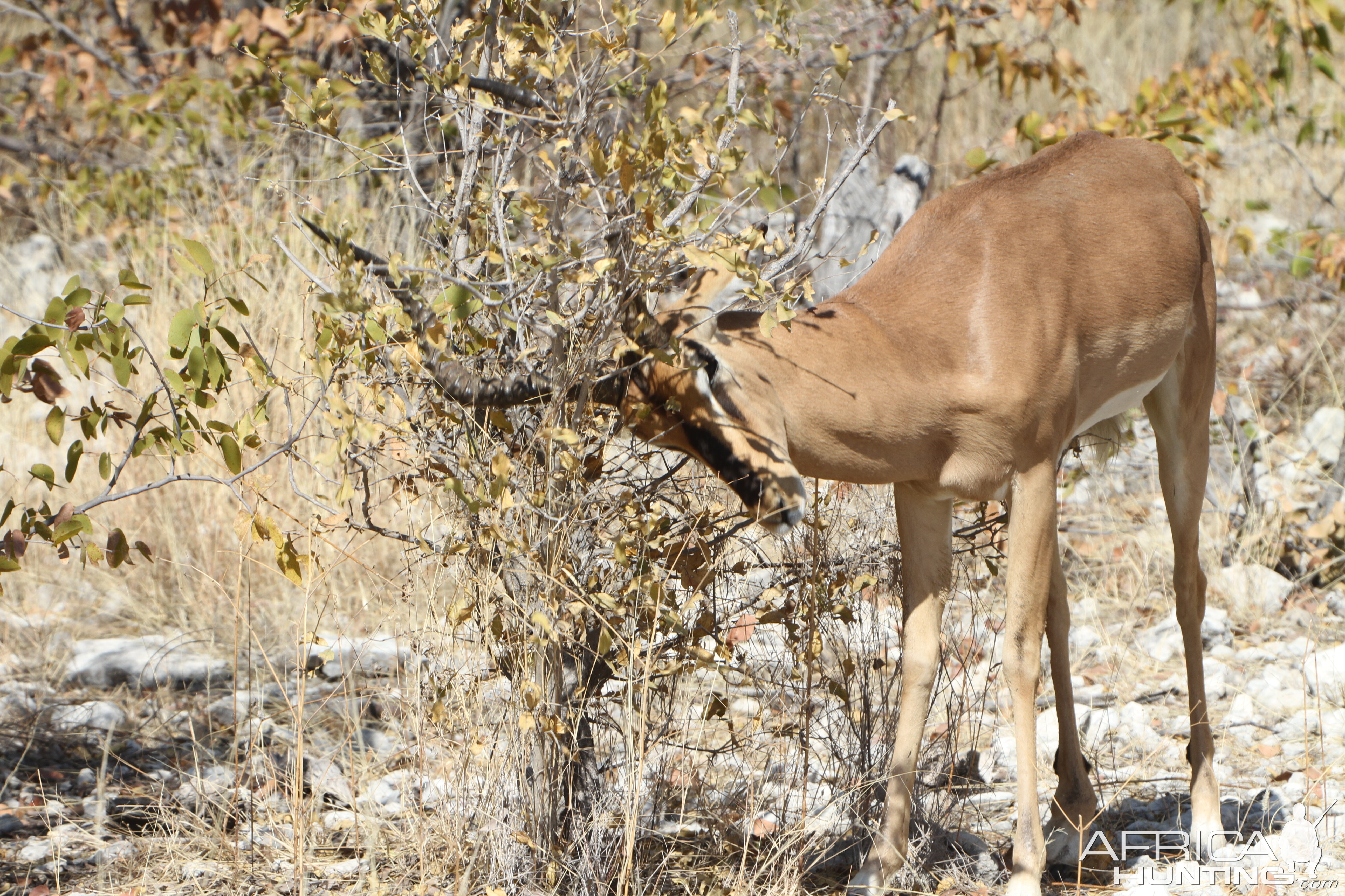 Black-Faced Impala at Etosha National Park