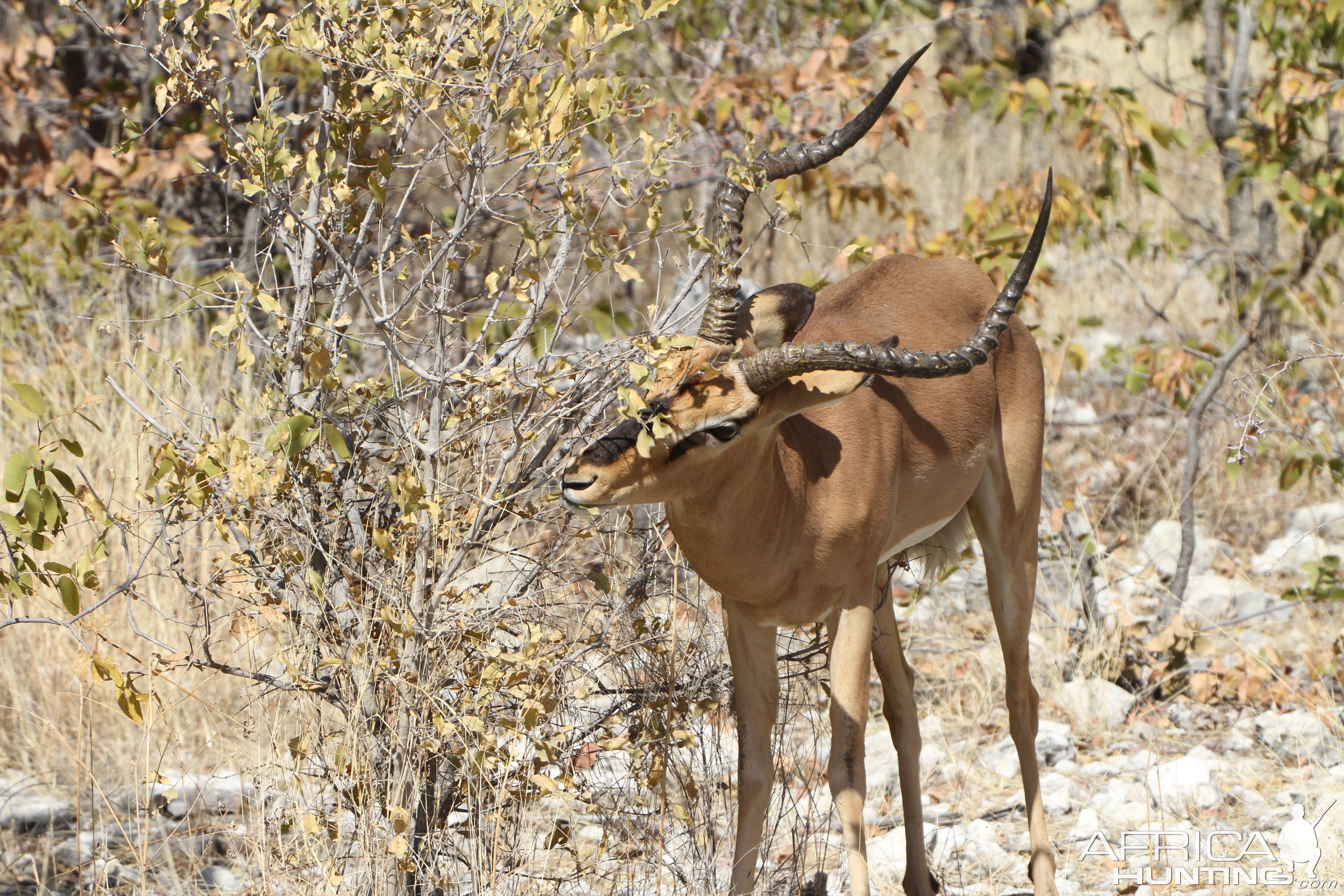 Black-Faced Impala at Etosha National Park