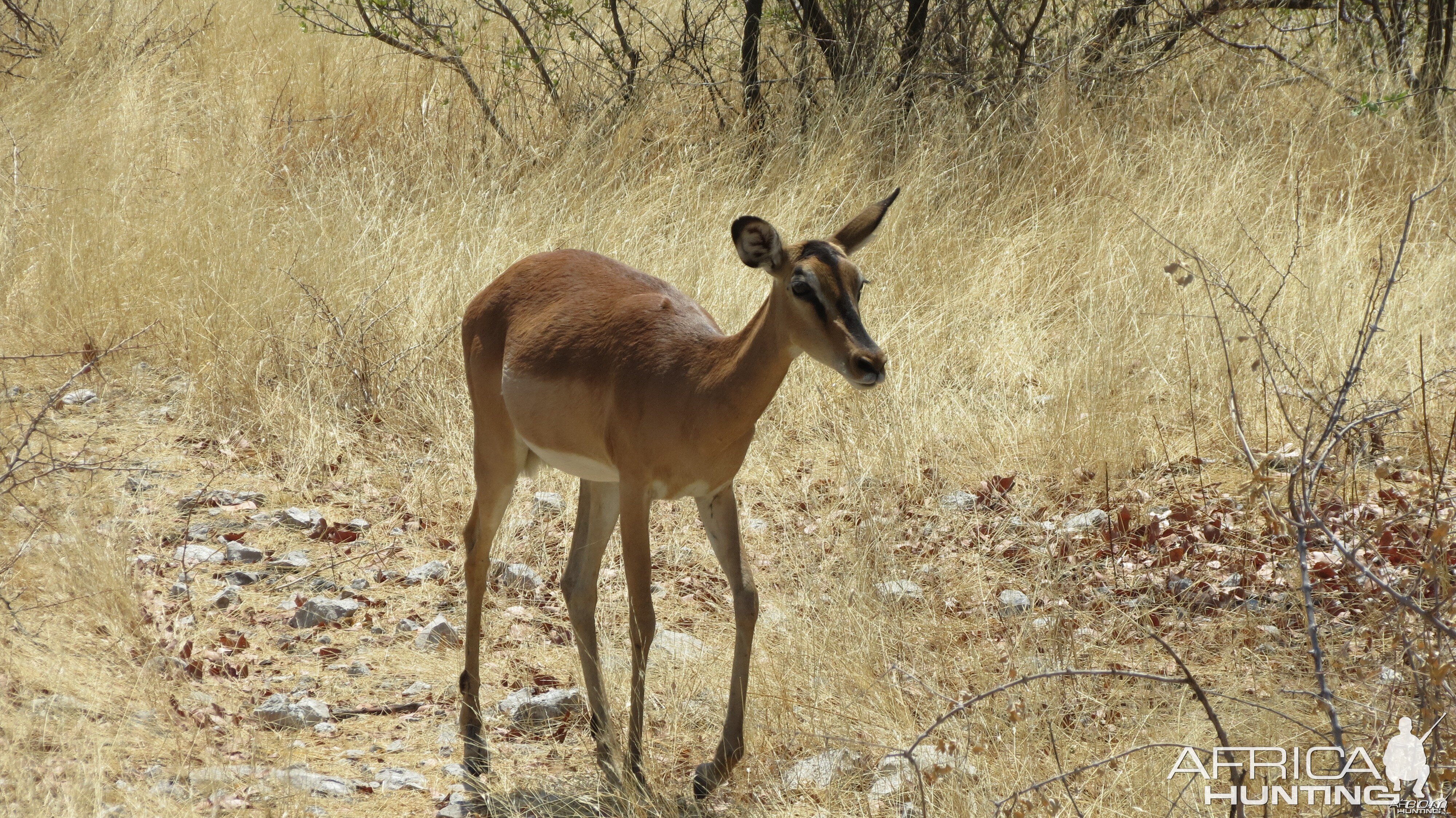 Black-Faced Impala at Etosha National Park