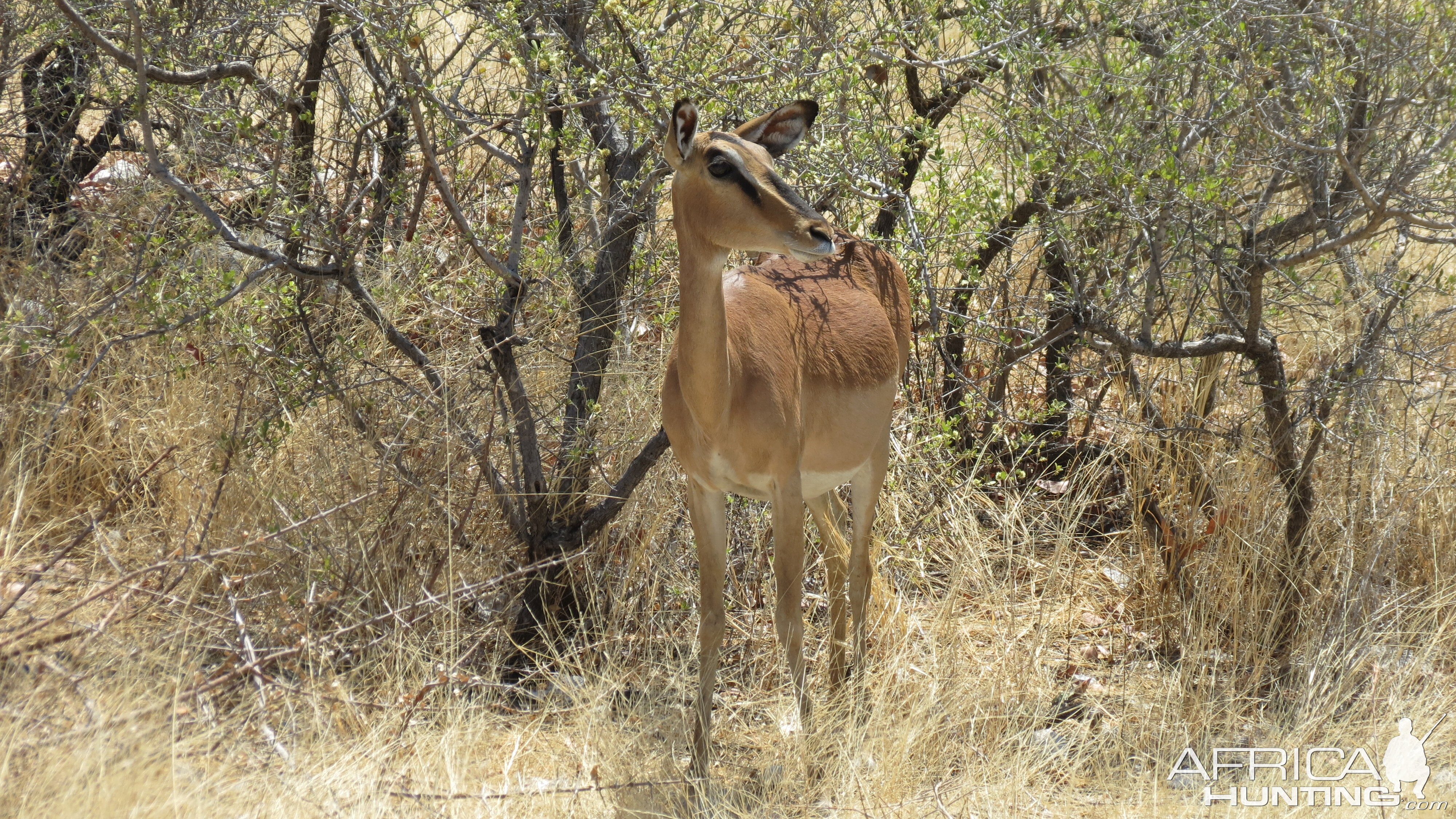 Black-Faced Impala at Etosha National Park