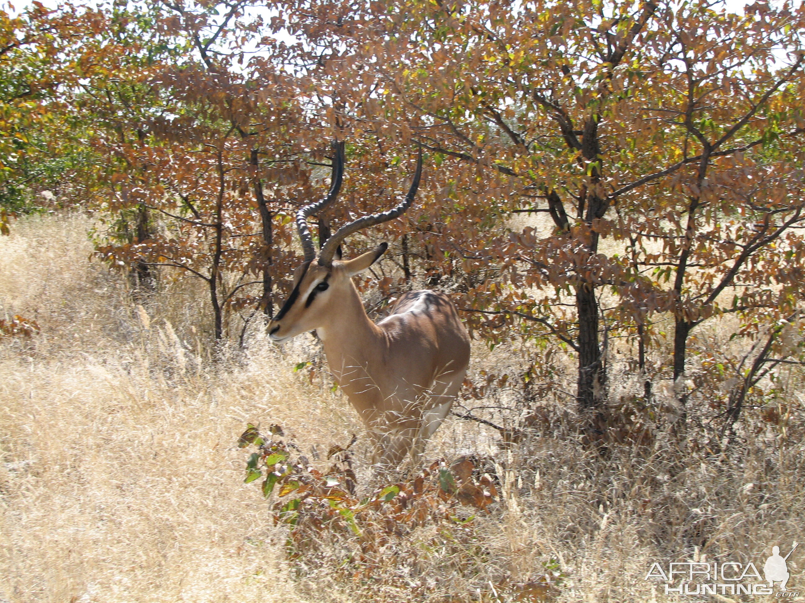 Black-faced Impala Etosha Namibia