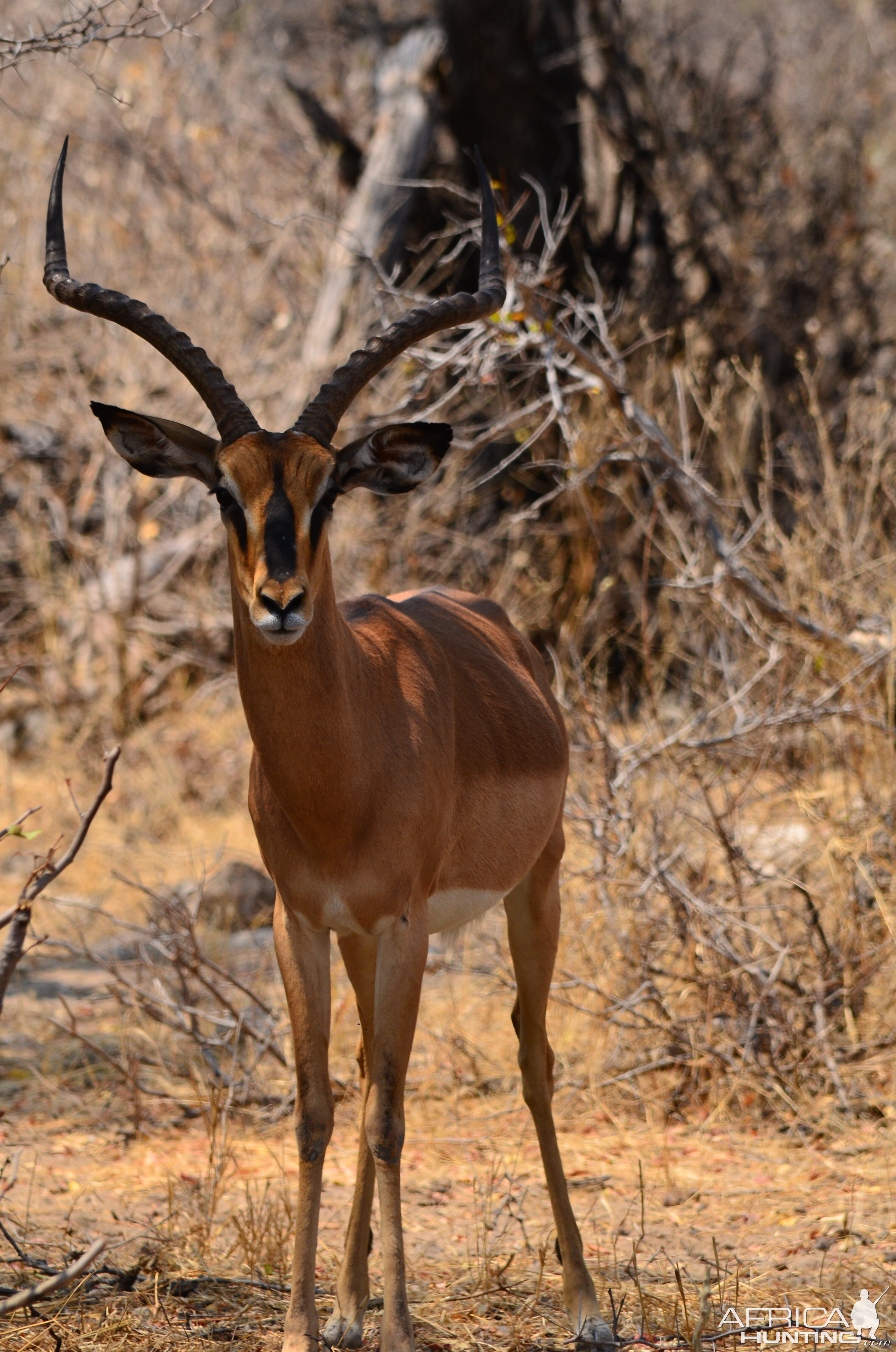 black faced impala Etosha