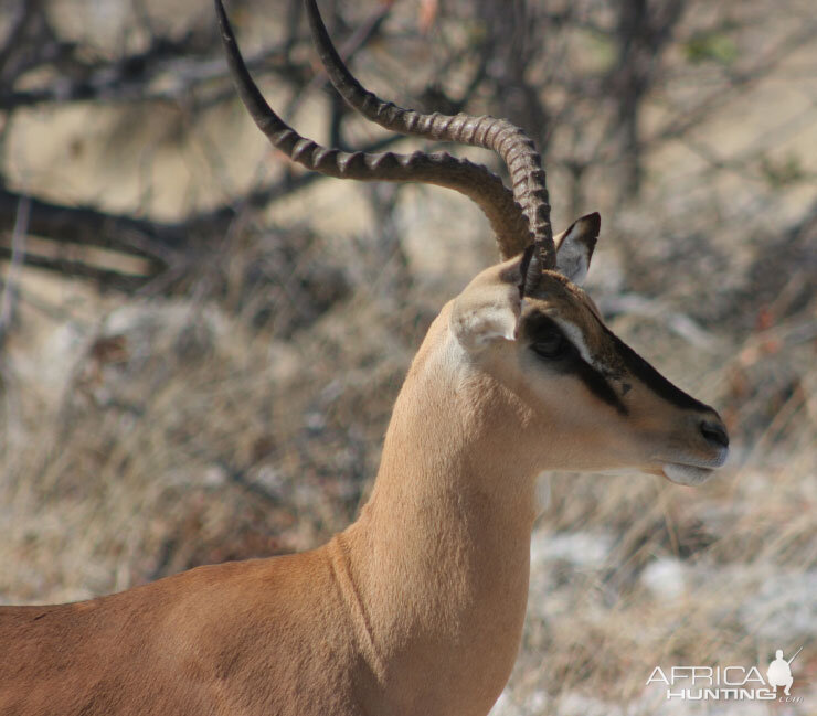 Black-Faced Impala