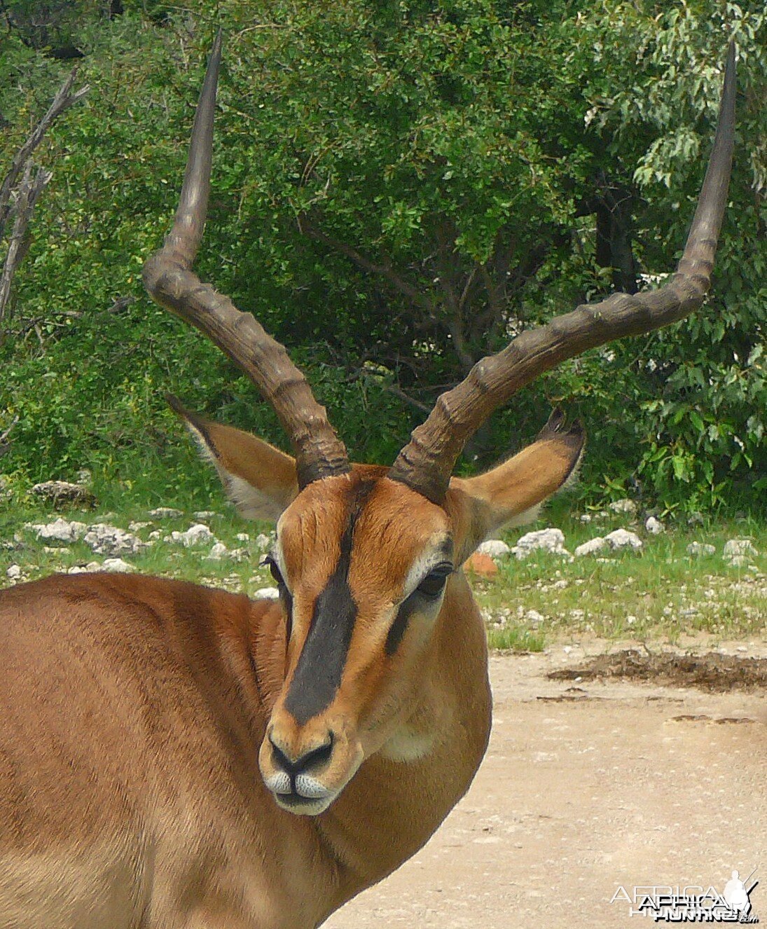 Black faced impala