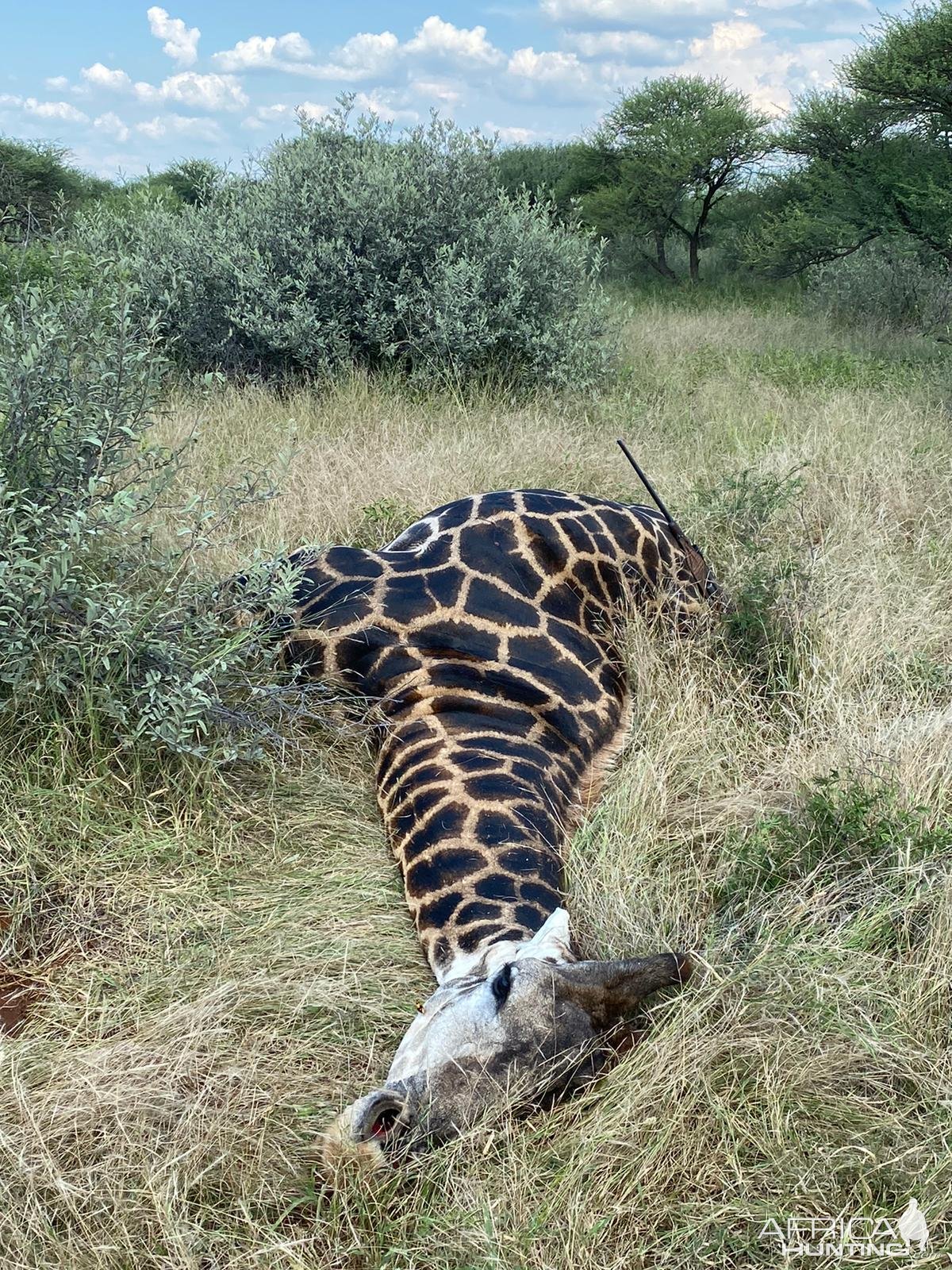 Black Giraffe Hunt South Africa