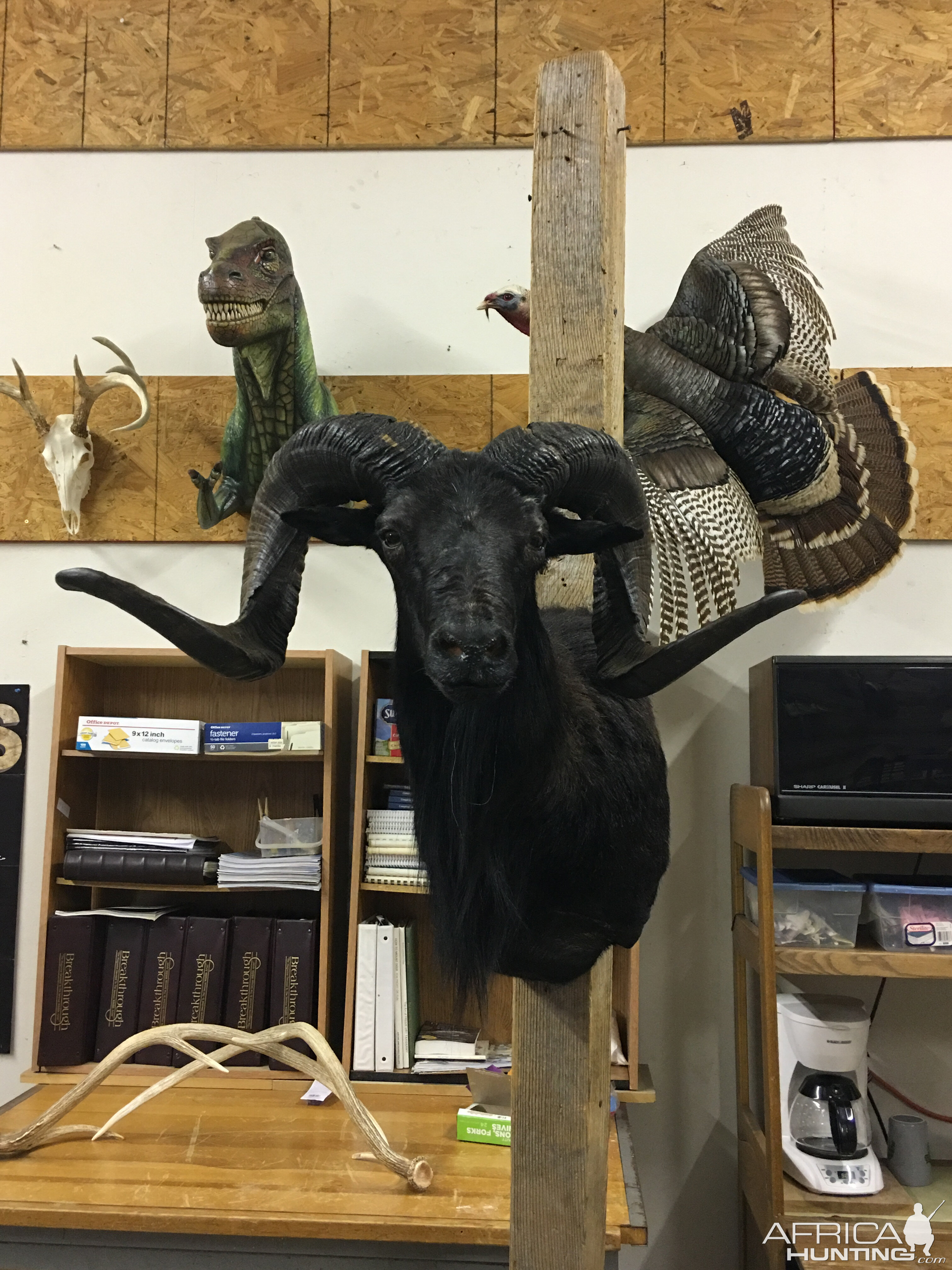 Black Hawaiian Ram Shoulder Mount Taxidermy