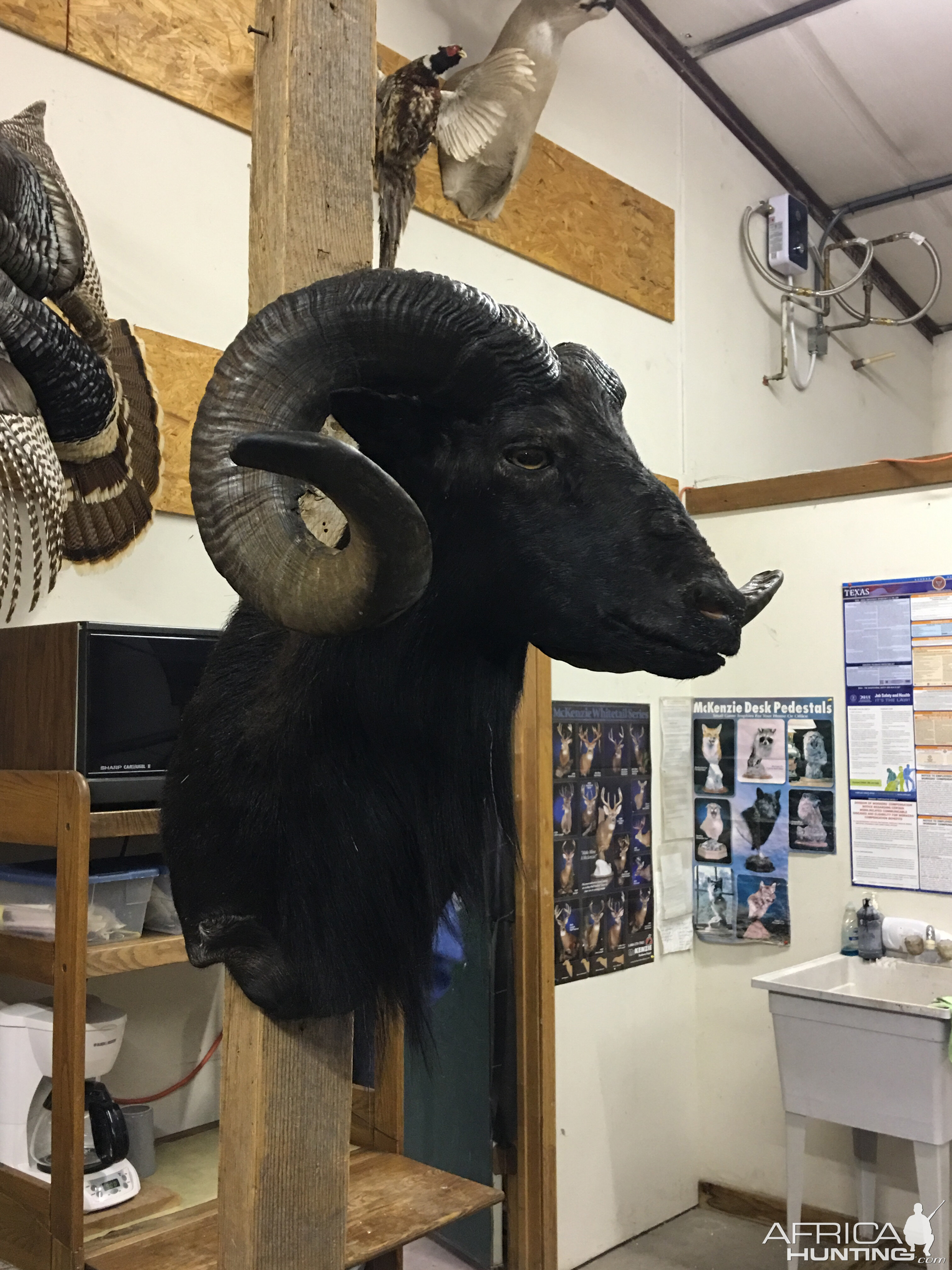 Black Hawaiian Ram Shoulder Mount Taxidermy