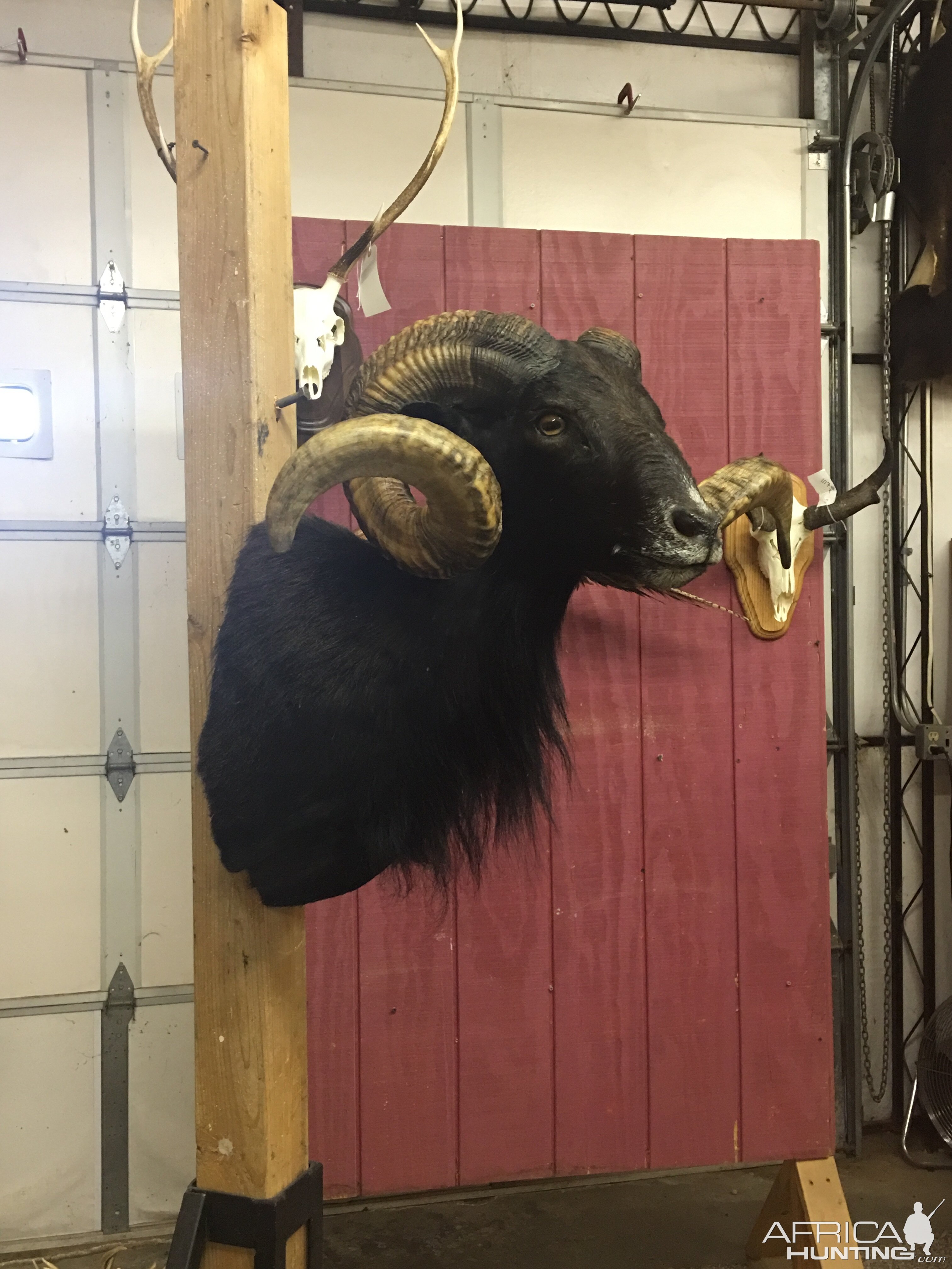 Black Hawaiian Ram Shoulder Mount Taxidermy