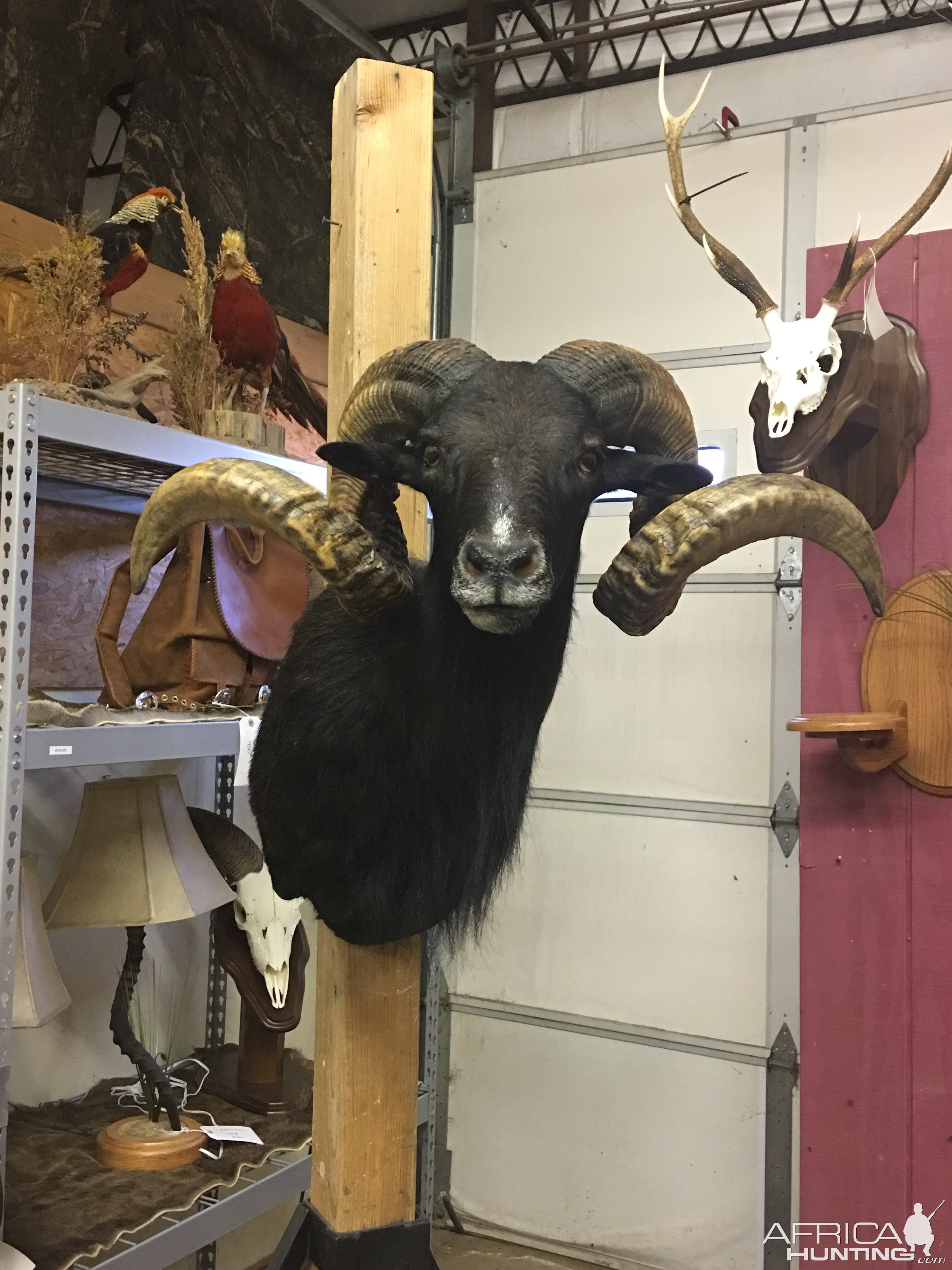 Black Hawaiian Ram Shoulder Mount Taxidermy