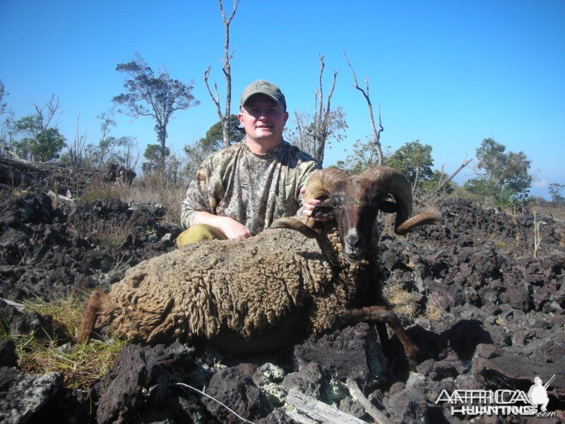 Black Hawaiian Sheep hunt on the Big Island of Hawaii