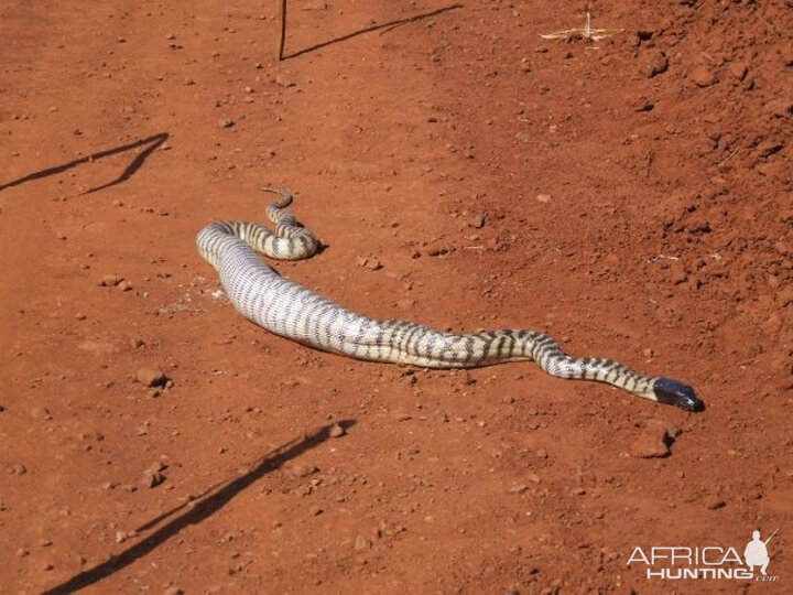 Black Headed Python swallowing Lizard