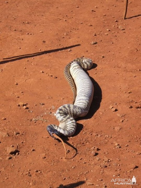 Black Headed Python swallowing Lizard