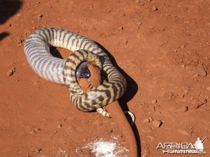 Black Headed Python swallowing Lizard