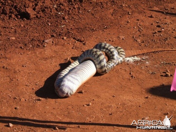 Black Headed Python swallowing Lizard