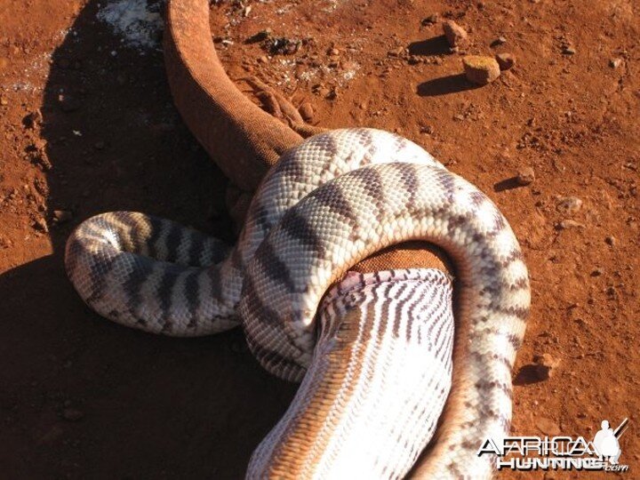 Black Headed Python swallowing Lizard