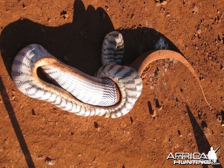 Black Headed Python swallowing Lizard