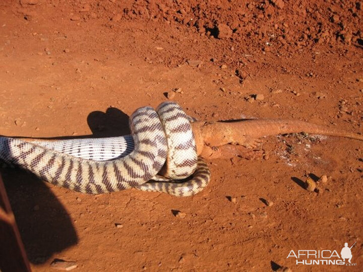 Black Headed Python swallowing Lizard