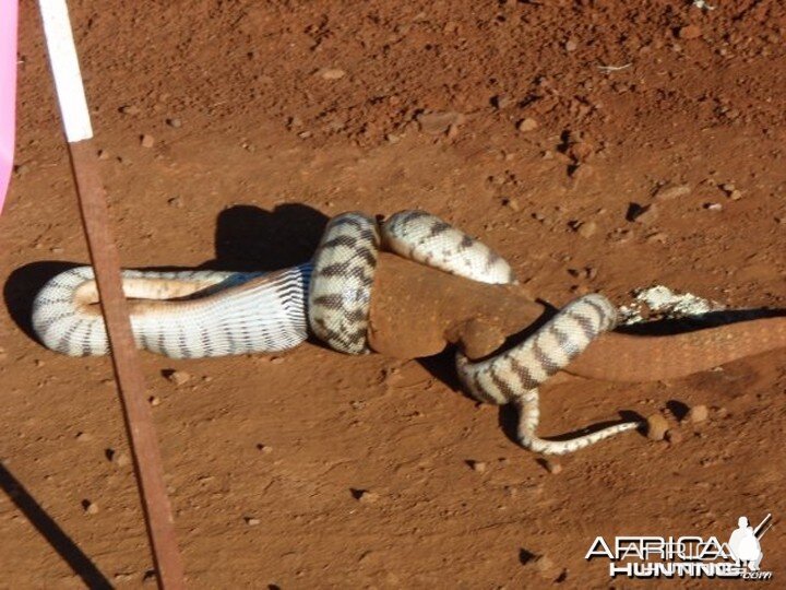 Black Headed Python swallowing Lizard