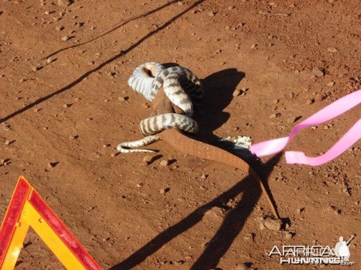 Black Headed Python swallowing Lizard