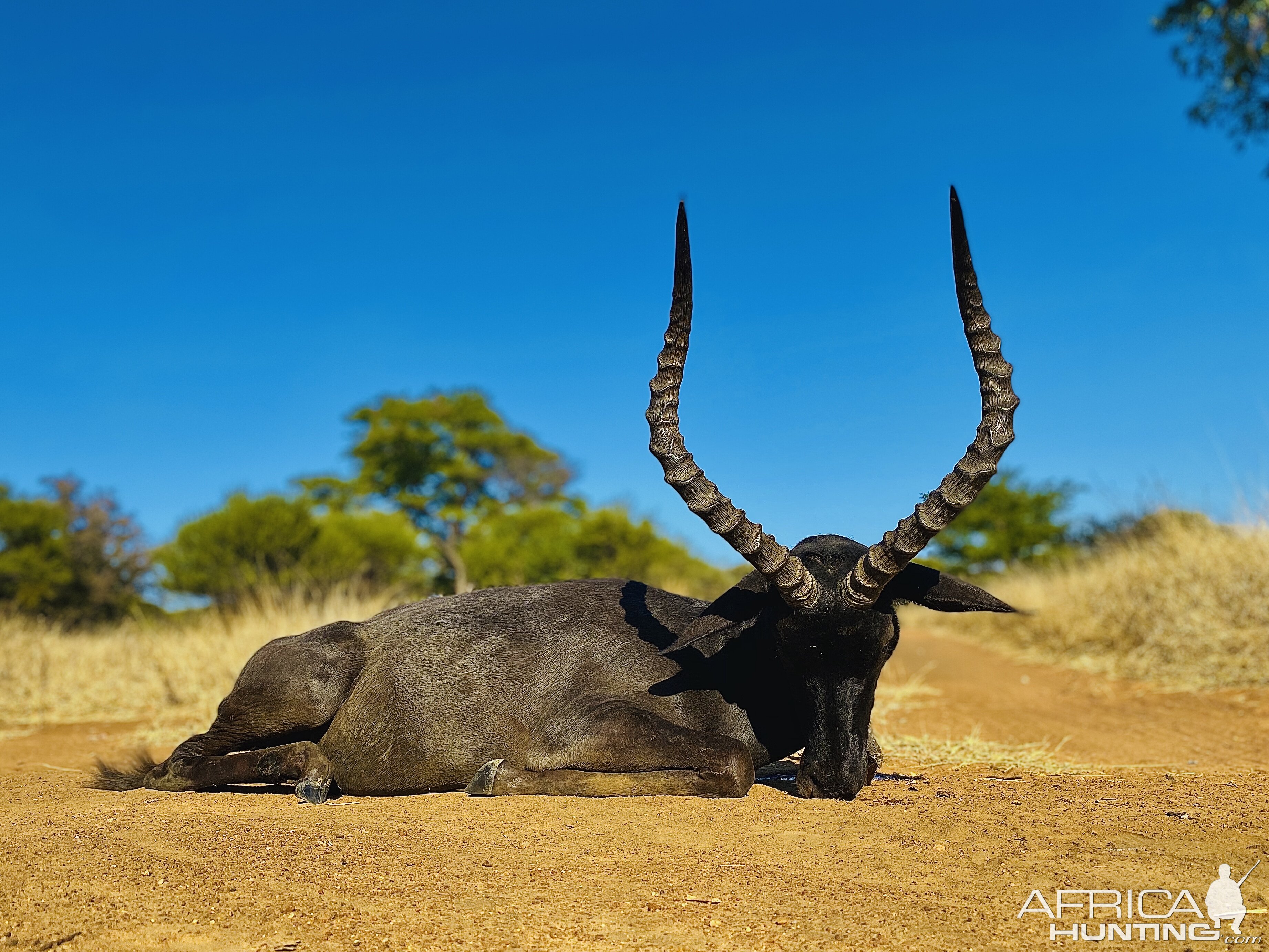 Black Impala Hunt South Africa