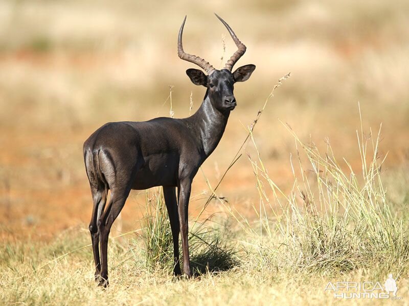 Black Impala in South Africa