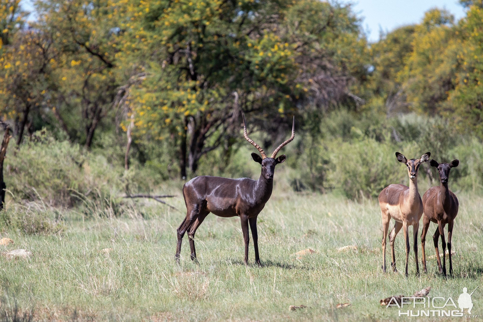 Black Impala South Africa