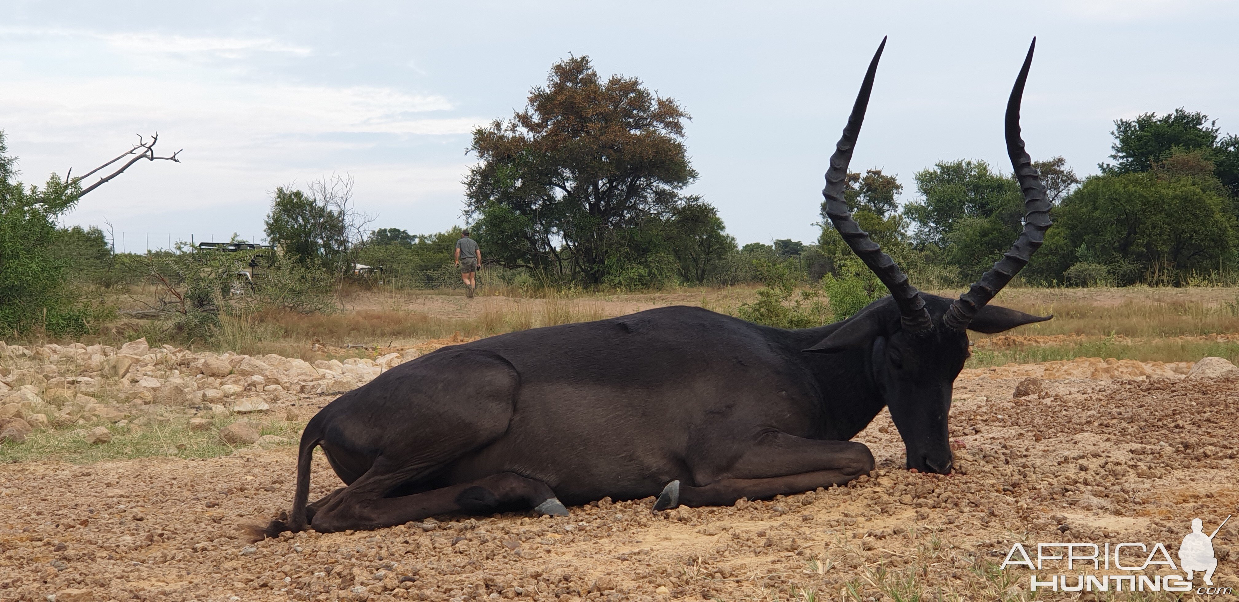 Black Impala