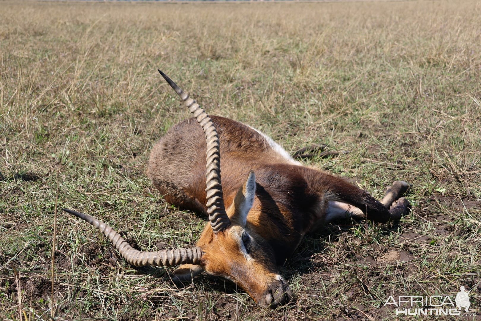 Black Lechwe Hunt Zambia