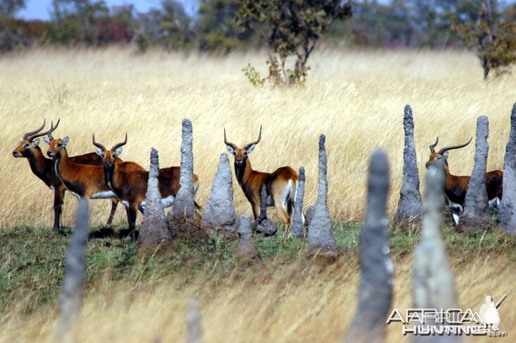 Black Lechwe Zambia