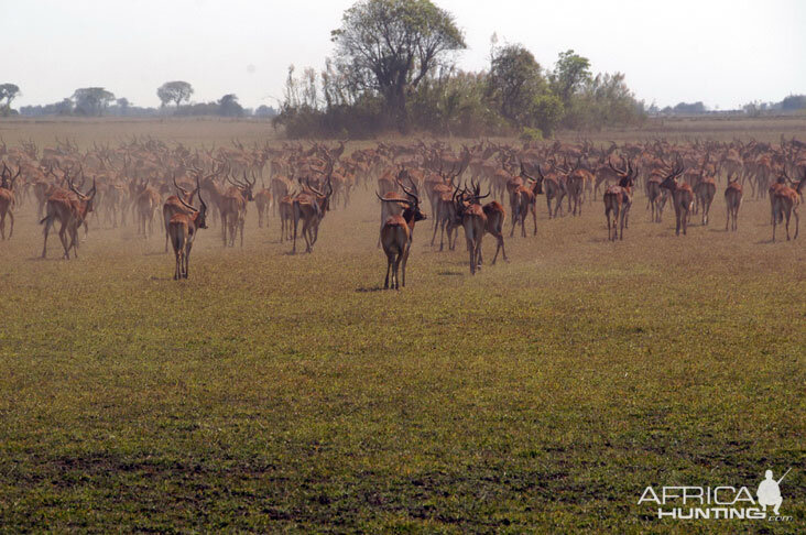 Black Lechwe Zambia